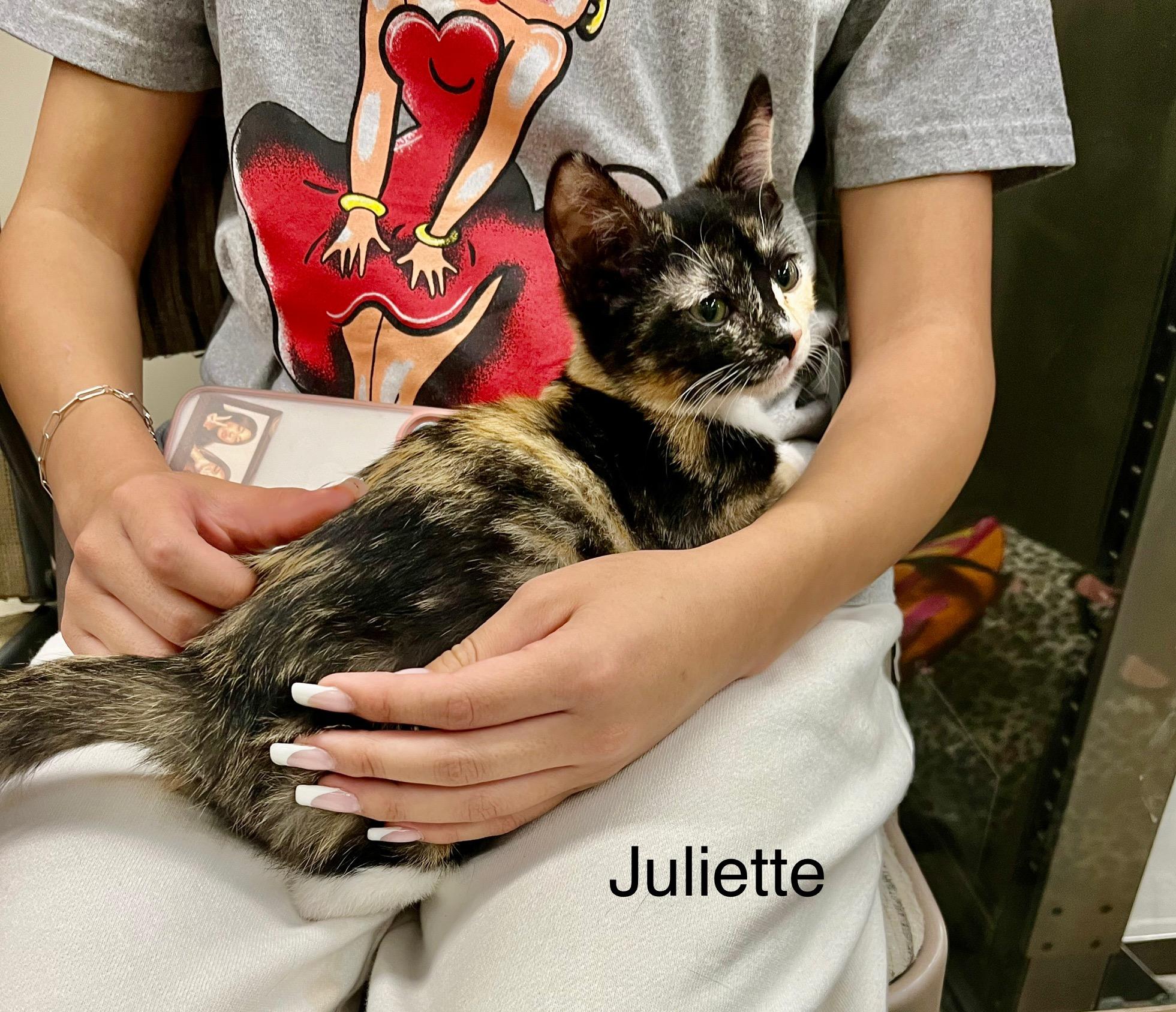 Lil' Ms. Romeo & Juliette, a Adoptable American Shorthair image 3/5