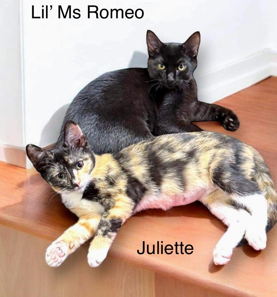 Lil' Ms. Romeo & Juliette, a Adoptable American Shorthair image 1/5