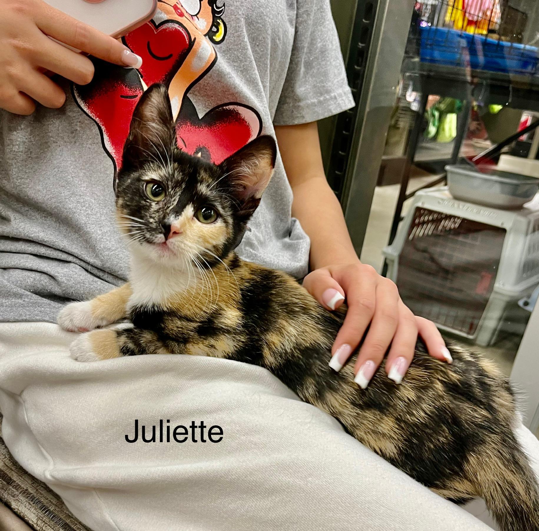 Lil' Ms. Romeo & Juliette, a Adoptable American Shorthair image 4/5