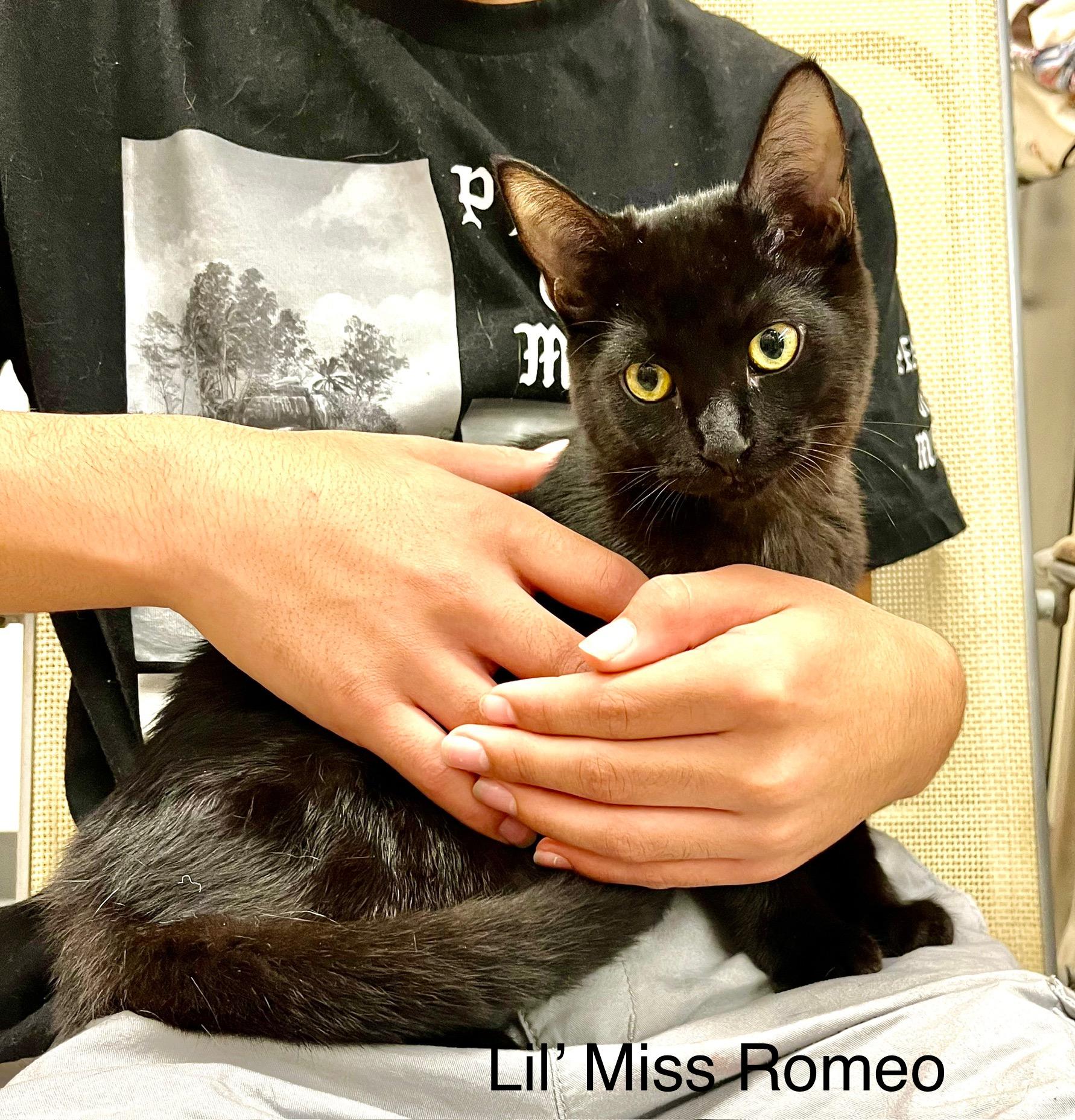 Lil' Ms. Romeo & Juliette, a Adoptable American Shorthair image 5/5