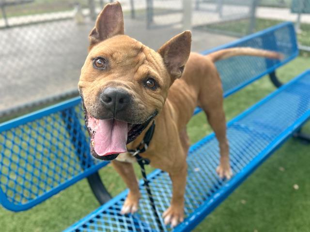 KAYDEN, Adoptable, Adult Male Pit Bull Terrier.