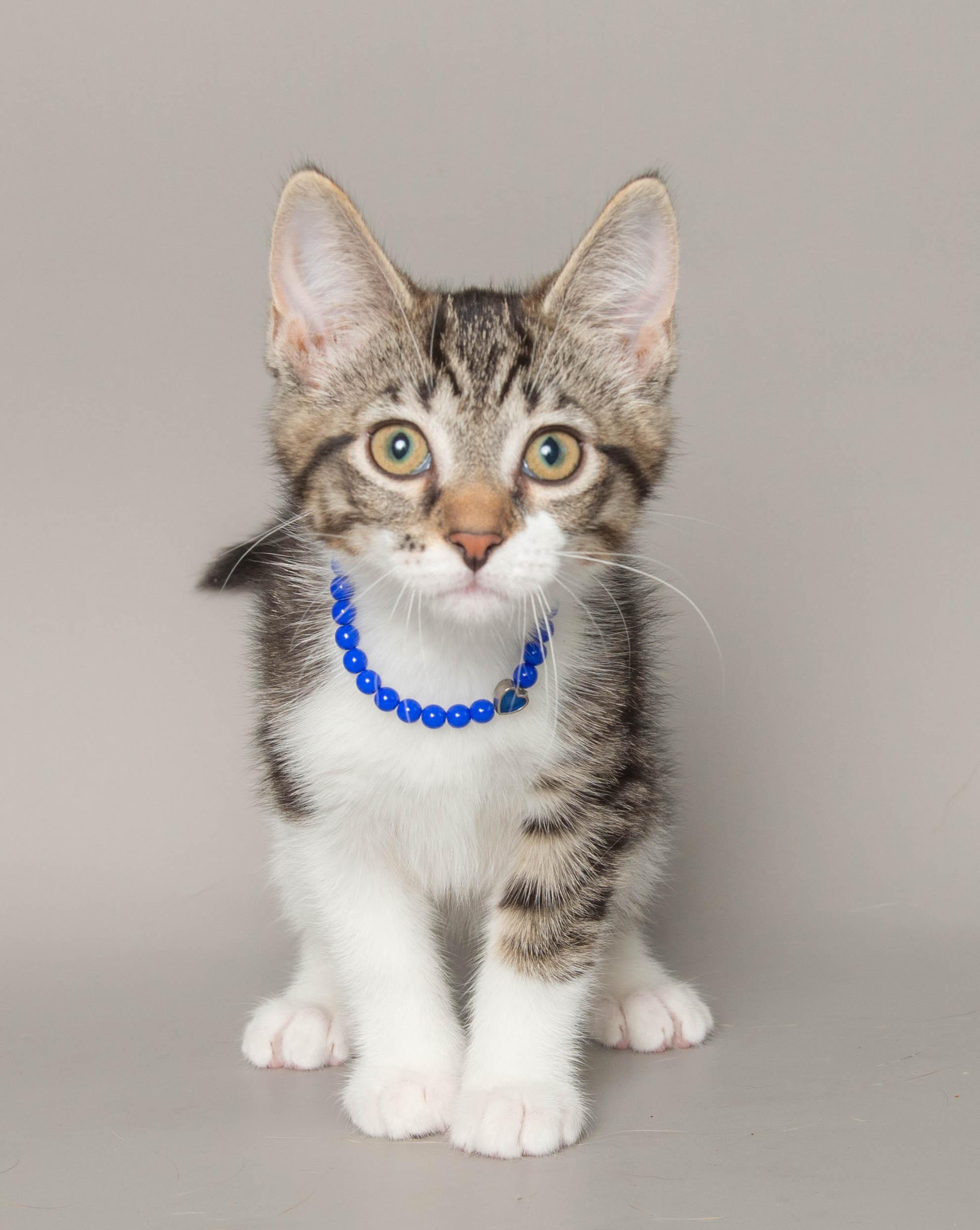 Enlarge ELSIE, a ADOPTABLE Domestic Short Hair in Wyandotte, MI image 3/3