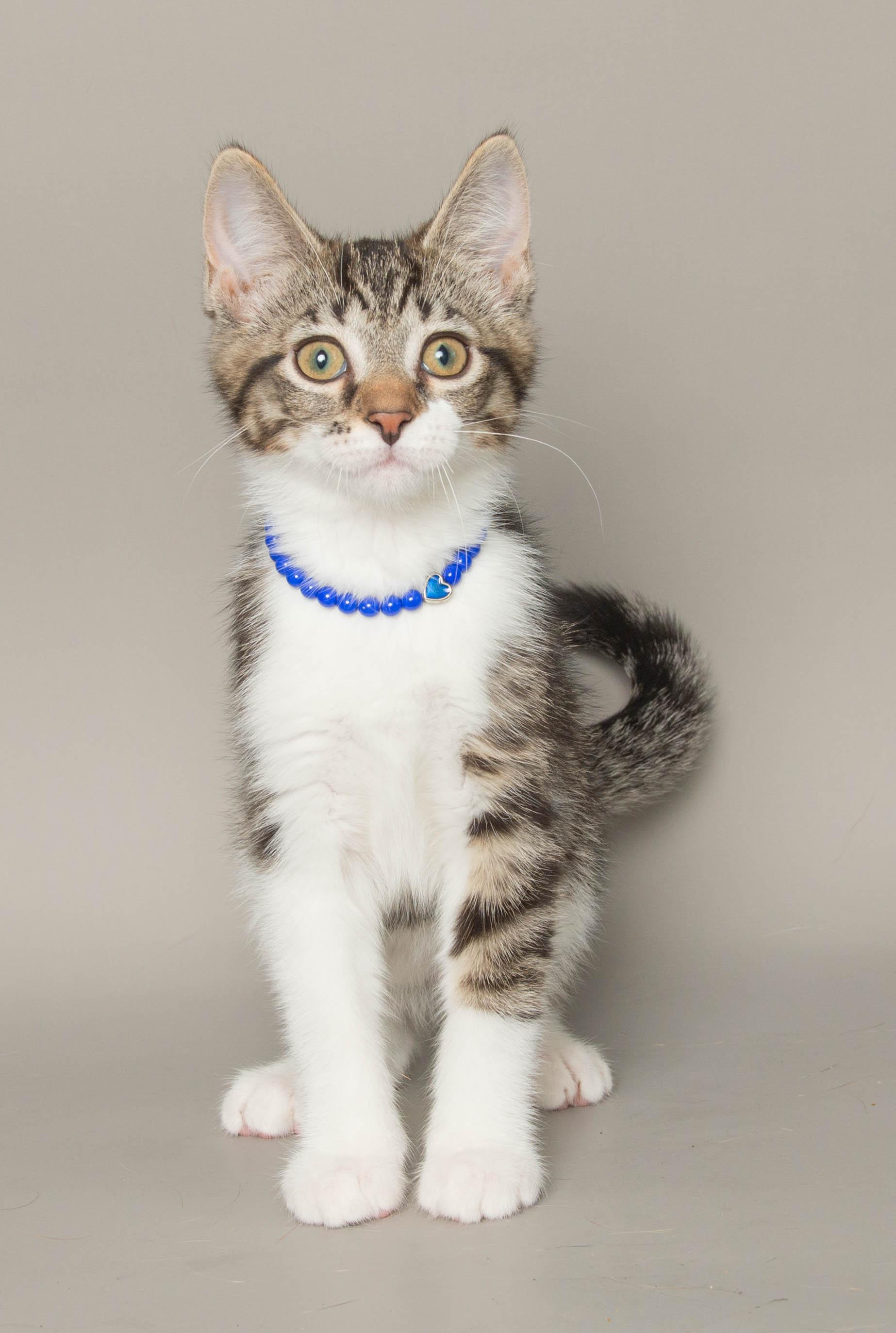 Enlarge ELSIE, a ADOPTABLE Domestic Short Hair in Wyandotte, MI image 2/3