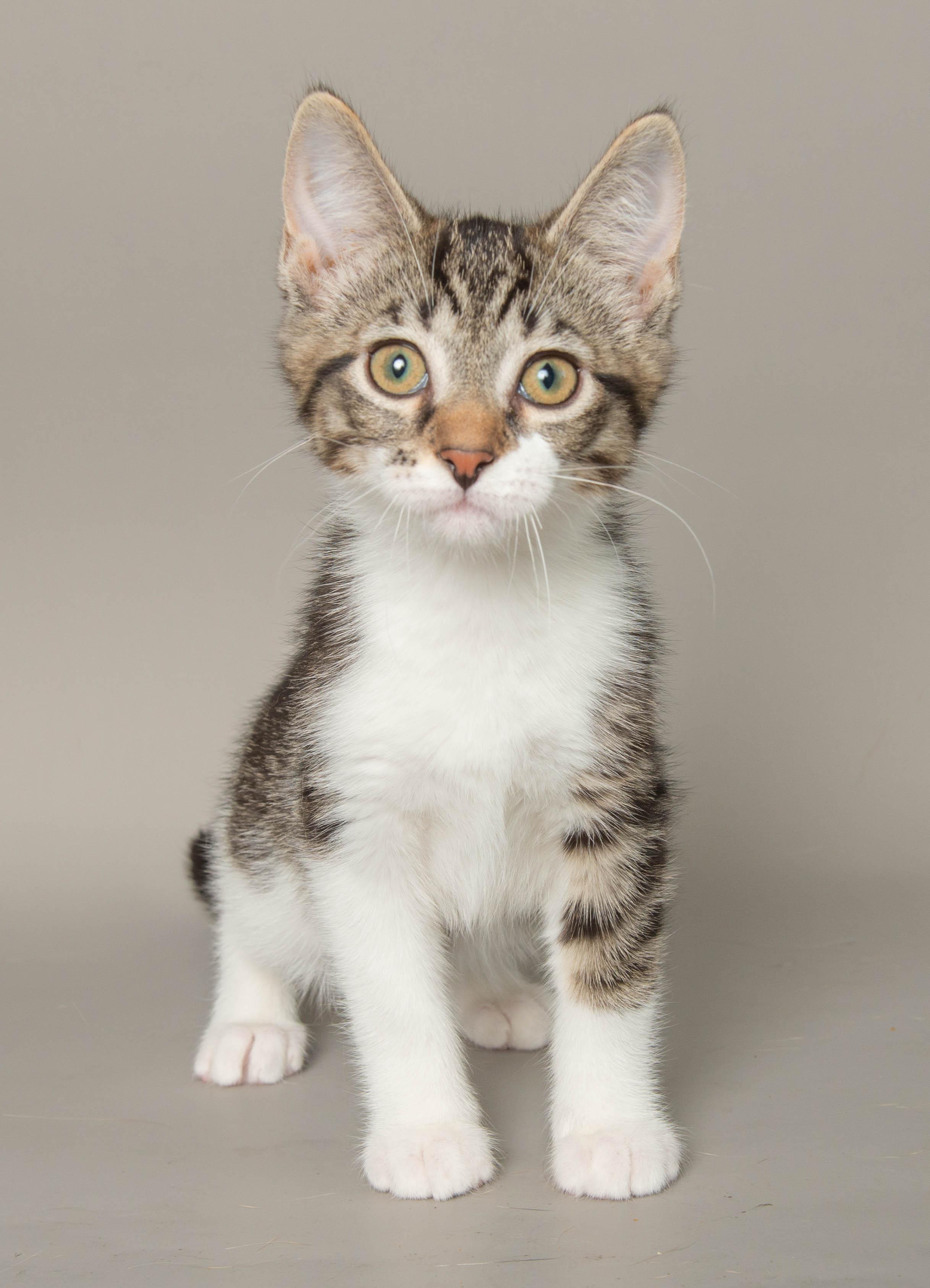 ELSIE, ADOPTABLE, Young Female Domestic Short Hair.