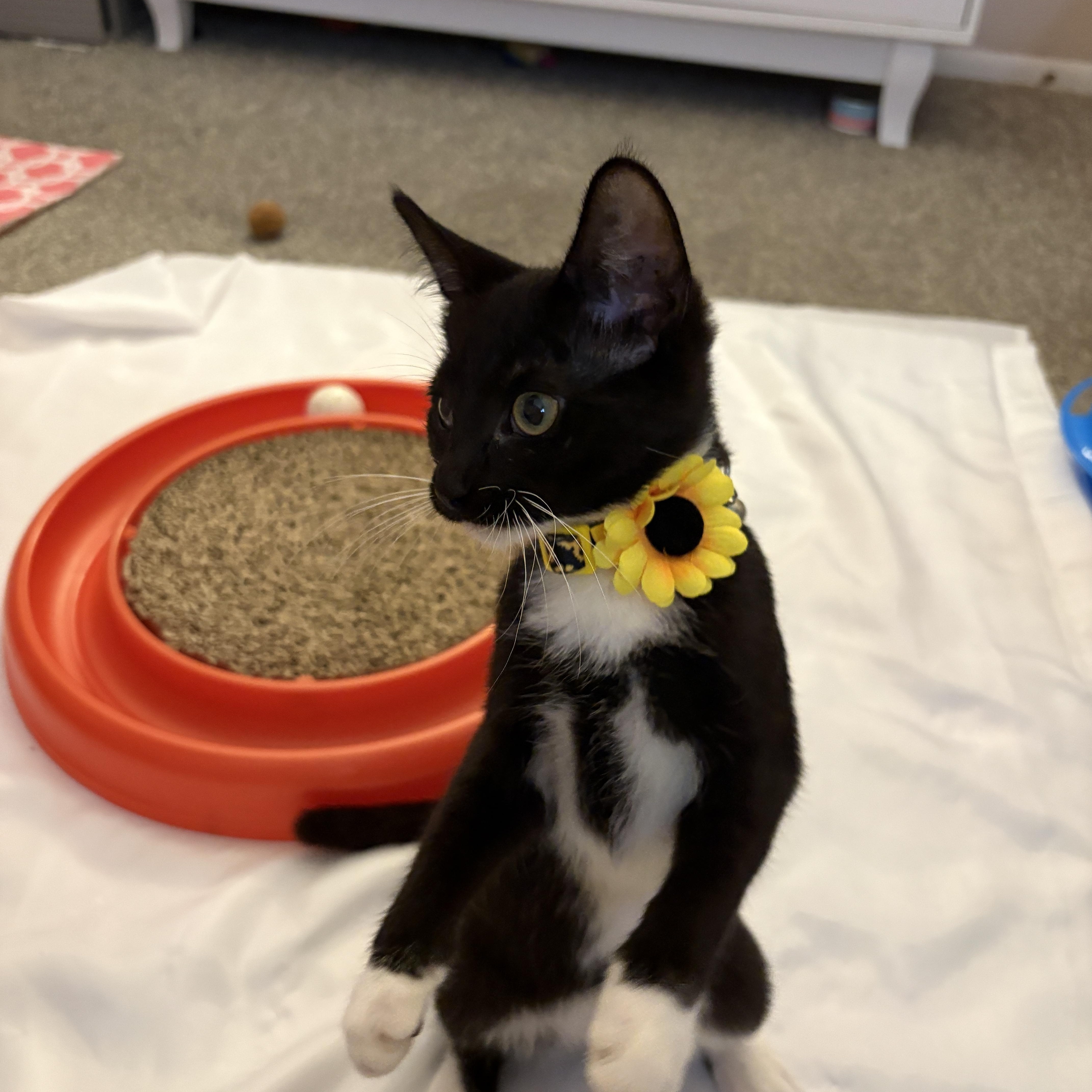 Tinkerbell, a ADOPTABLE Domestic Short Hair in Youngstown, OH image 2/2