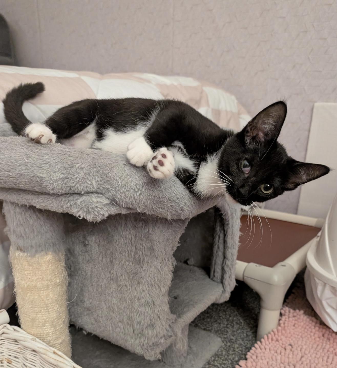 Enlarge Tinkerbell, a ADOPTABLE Domestic Short Hair in Youngstown, OH image 3/5