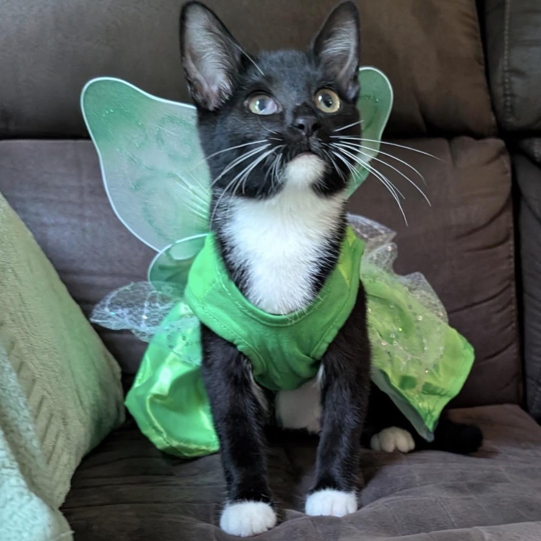Tinkerbell, Adopted, Kitten Female Domestic Short Hair.