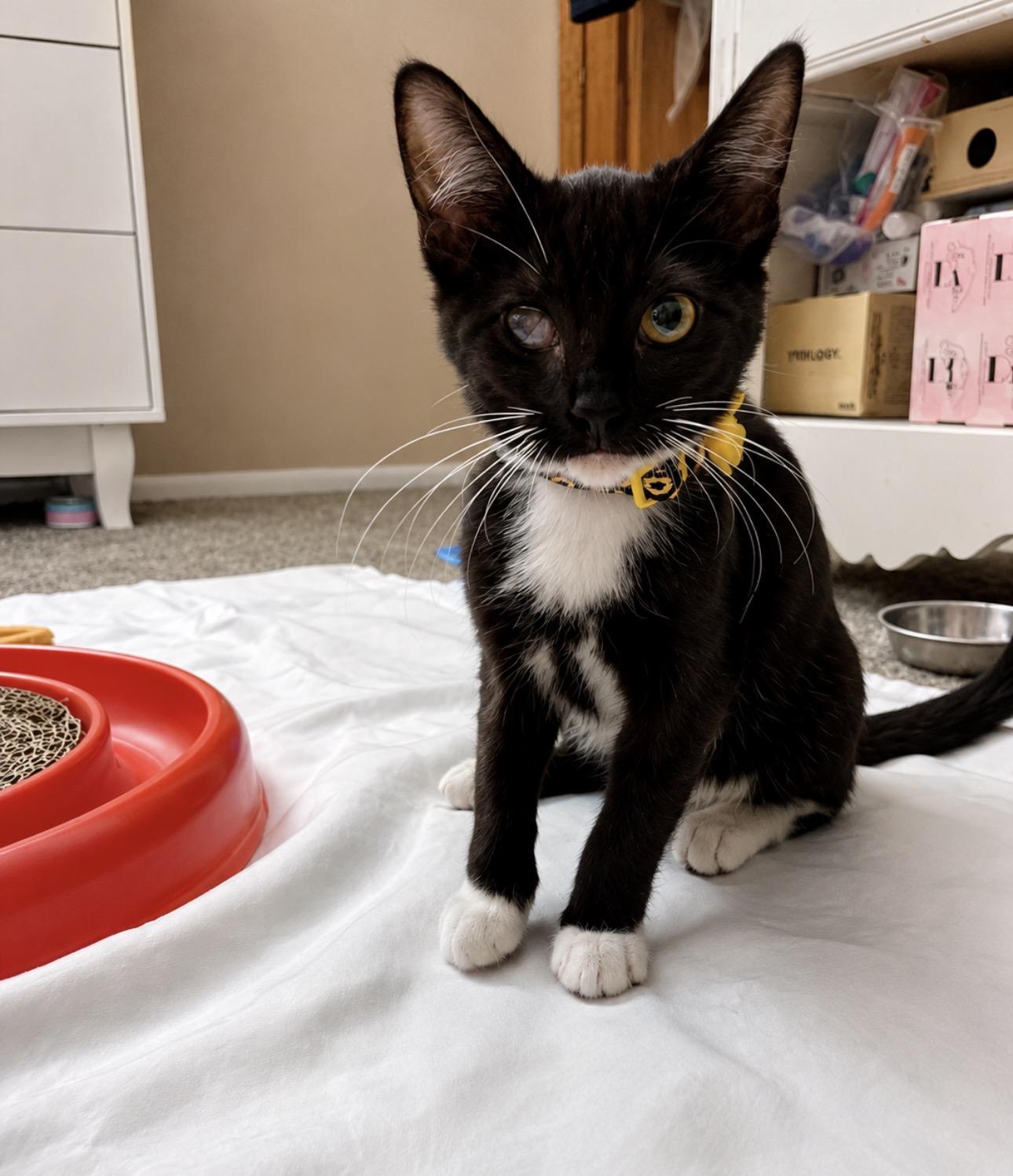 Tinkerbell, ADOPTABLE, Kitten Female Domestic Short Hair.