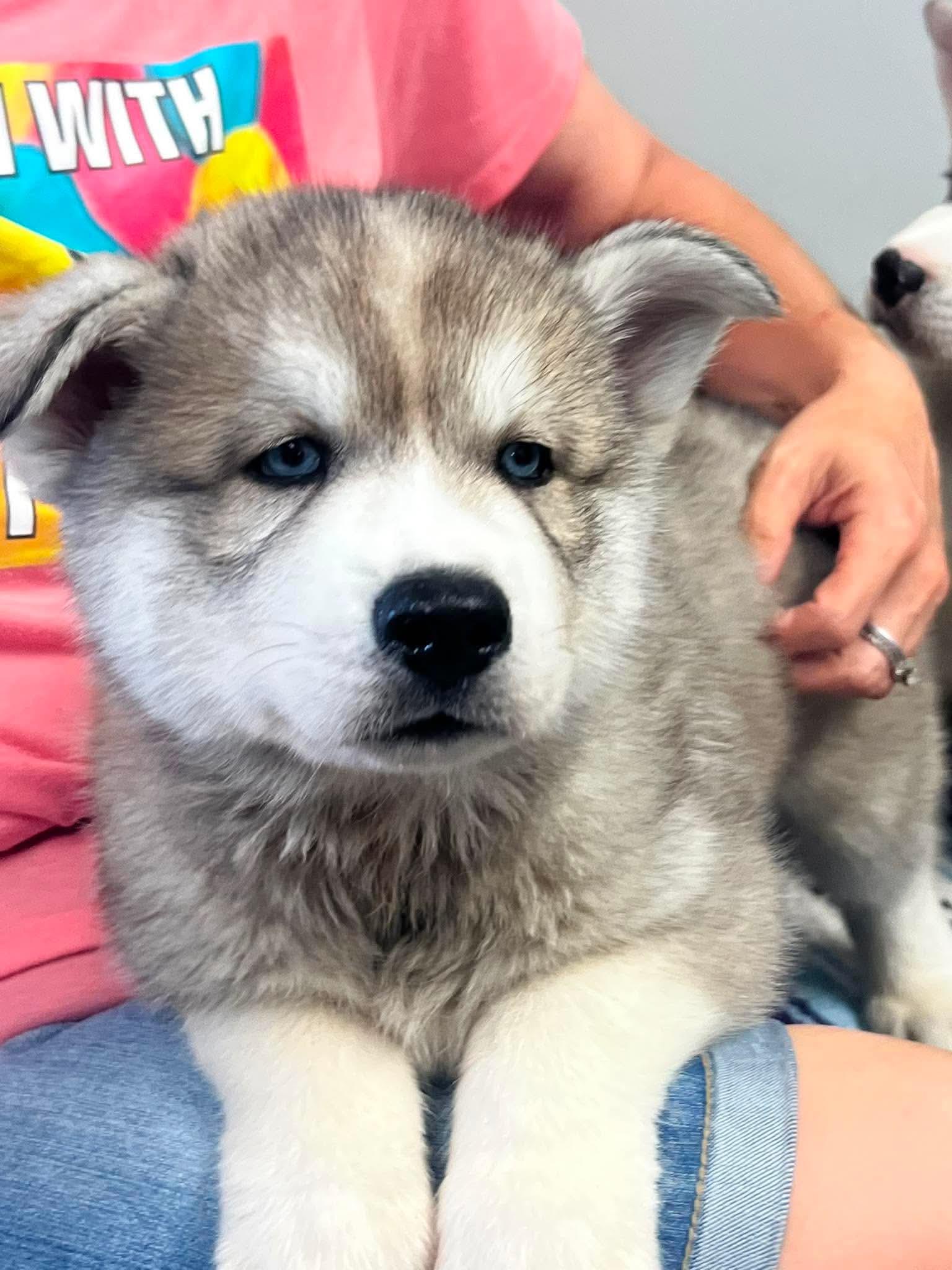 Cosmo, Adoptable, Puppy Male Husky & German Shepherd Dog.