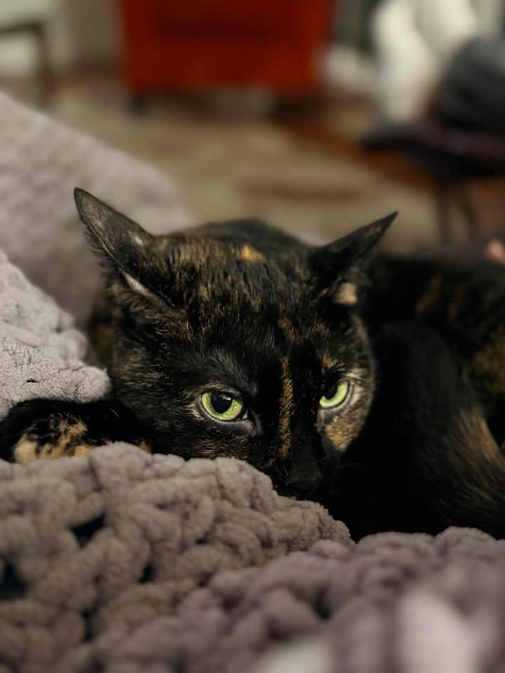 Enlarge Luna, a ADOPTABLE Domestic Short Hair in Brantford, ON image 2/5