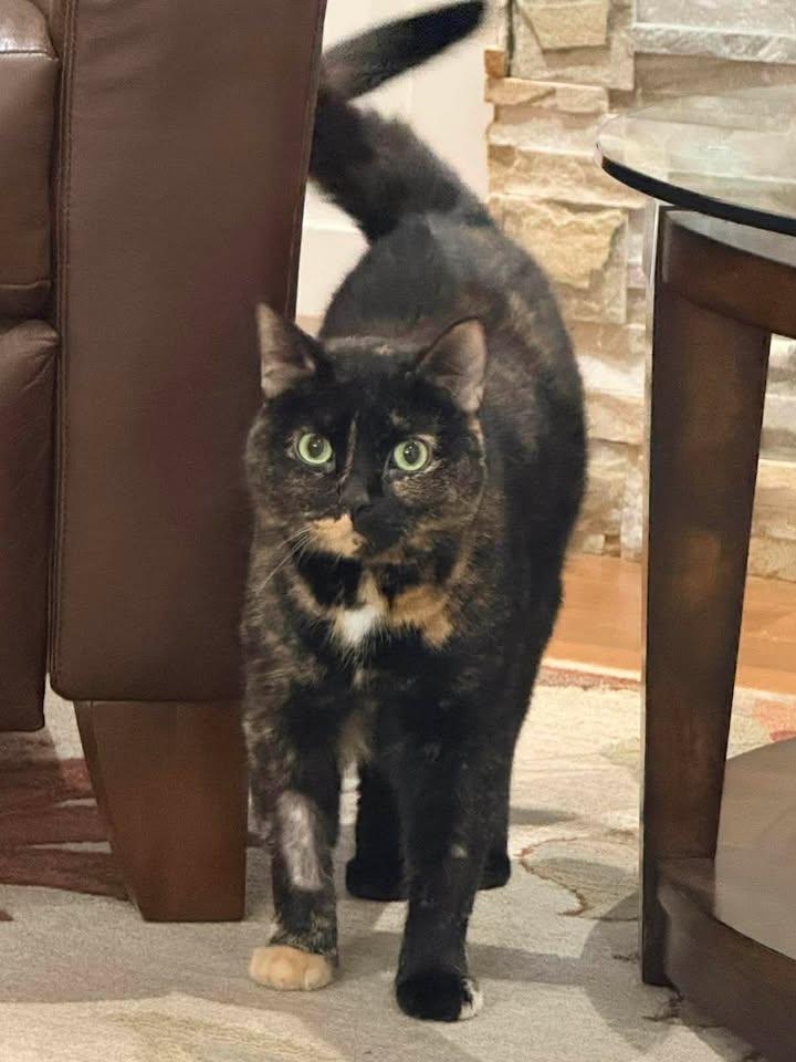Luna, ADOPTABLE, Adult Female Domestic Short Hair.