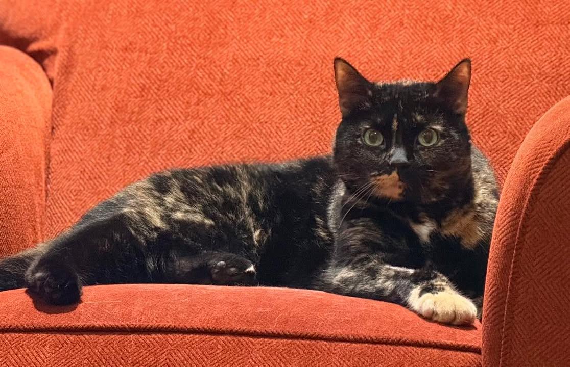 Enlarge Luna, a ADOPTABLE Domestic Short Hair in Brantford, ON image 3/5