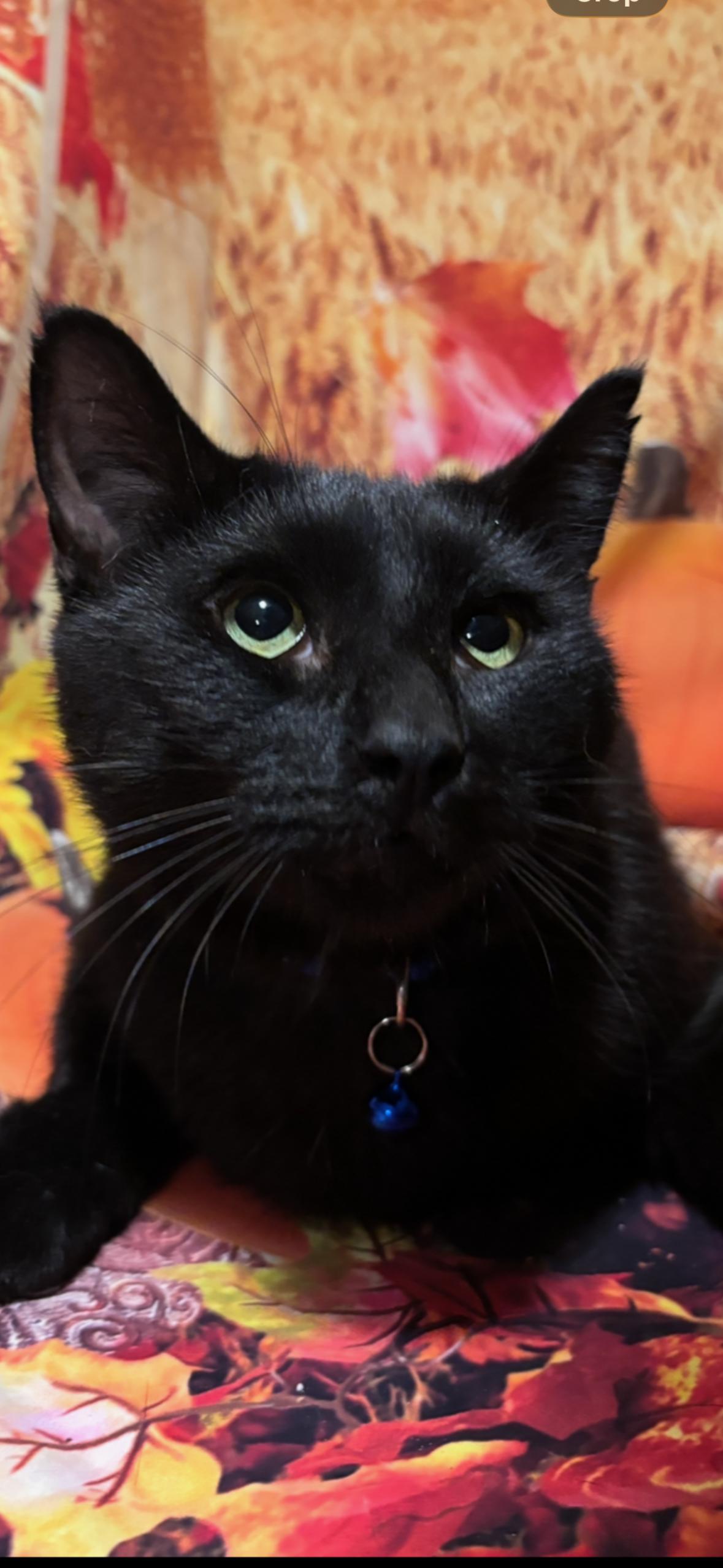 Enlarge Peppermint Milkshake, a Adoptable Domestic Short Hair in Flushing, NY image 5/6