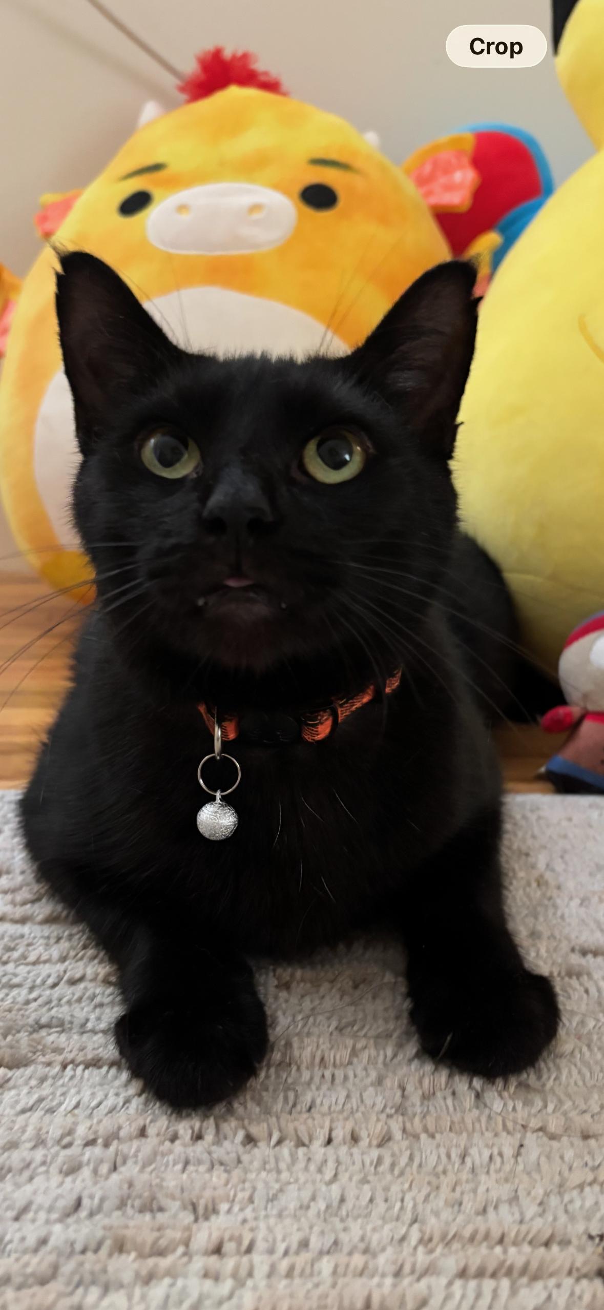 Enlarge Peppermint Milkshake, a Adoptable Domestic Short Hair in Flushing, NY image 2/6
