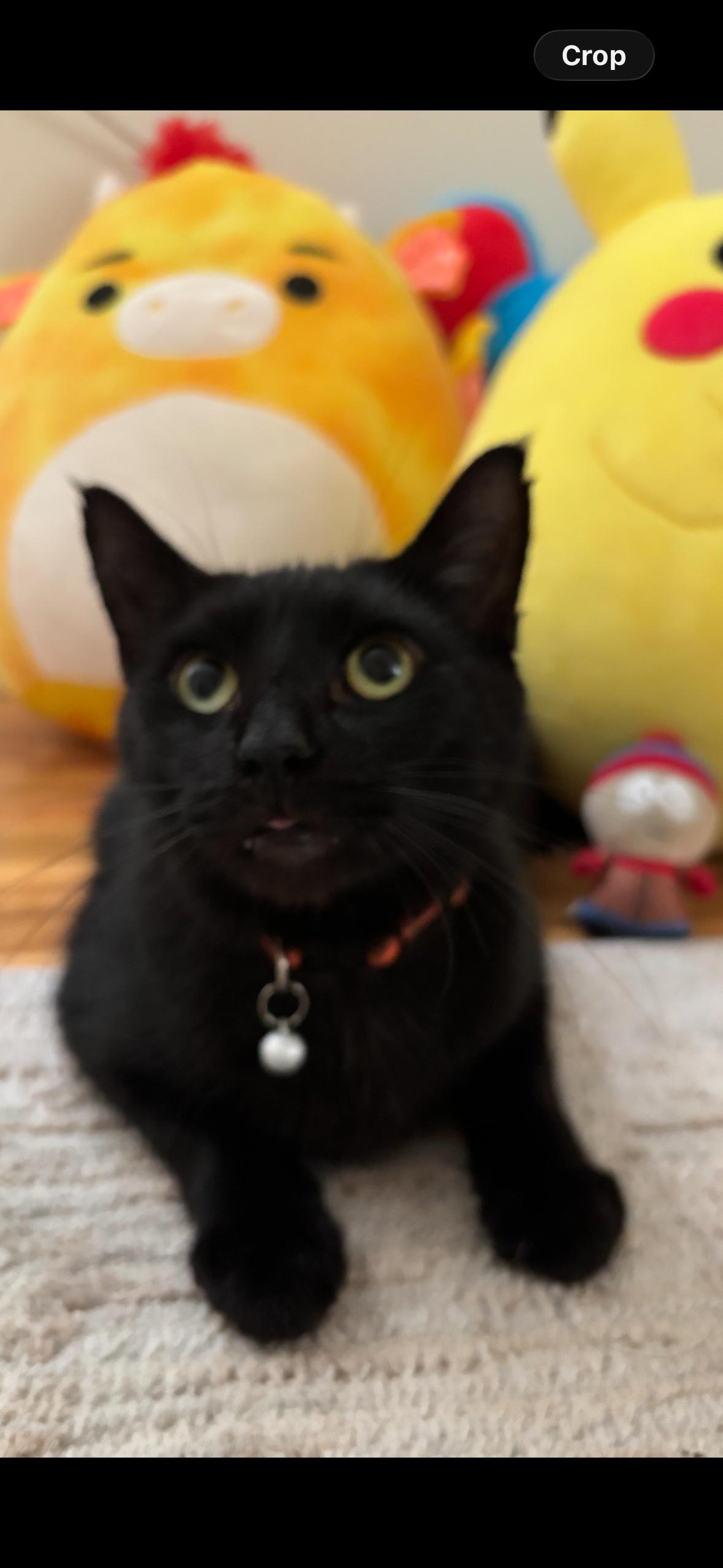 Peppermint Milkshake, Adoptable, Adult Male Domestic Short Hair.