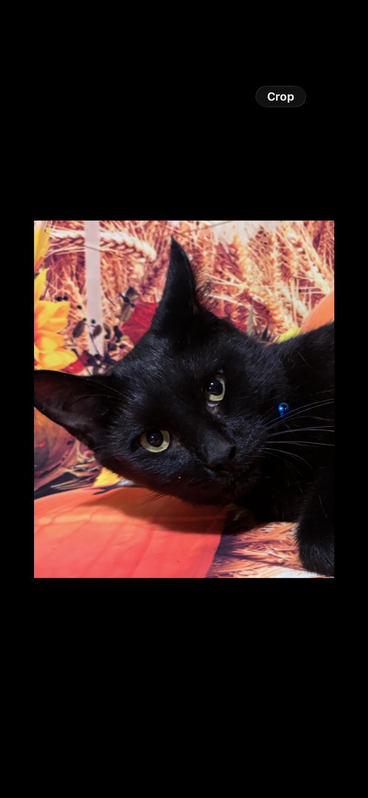 Enlarge Peppermint Milkshake, a Adoptable Domestic Short Hair in Flushing, NY image 6/6