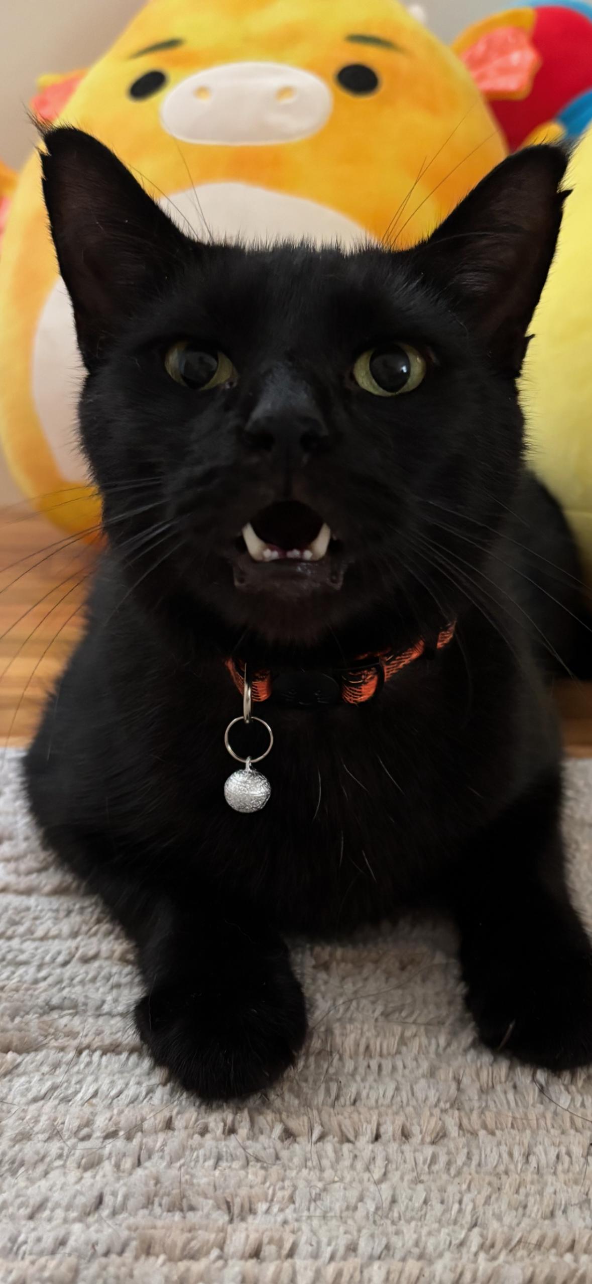 Enlarge Peppermint Milkshake, a Adoptable Domestic Short Hair in Flushing, NY image 3/6