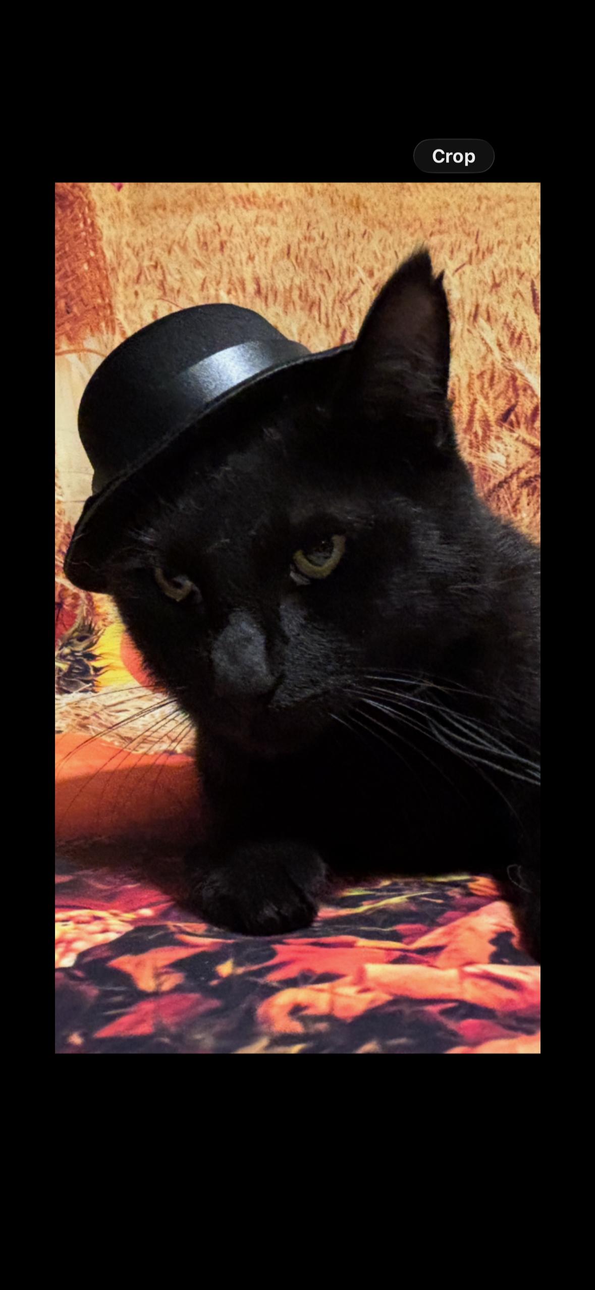 Enlarge Peppermint Milkshake, a Adoptable Domestic Short Hair in Flushing, NY image 4/6
