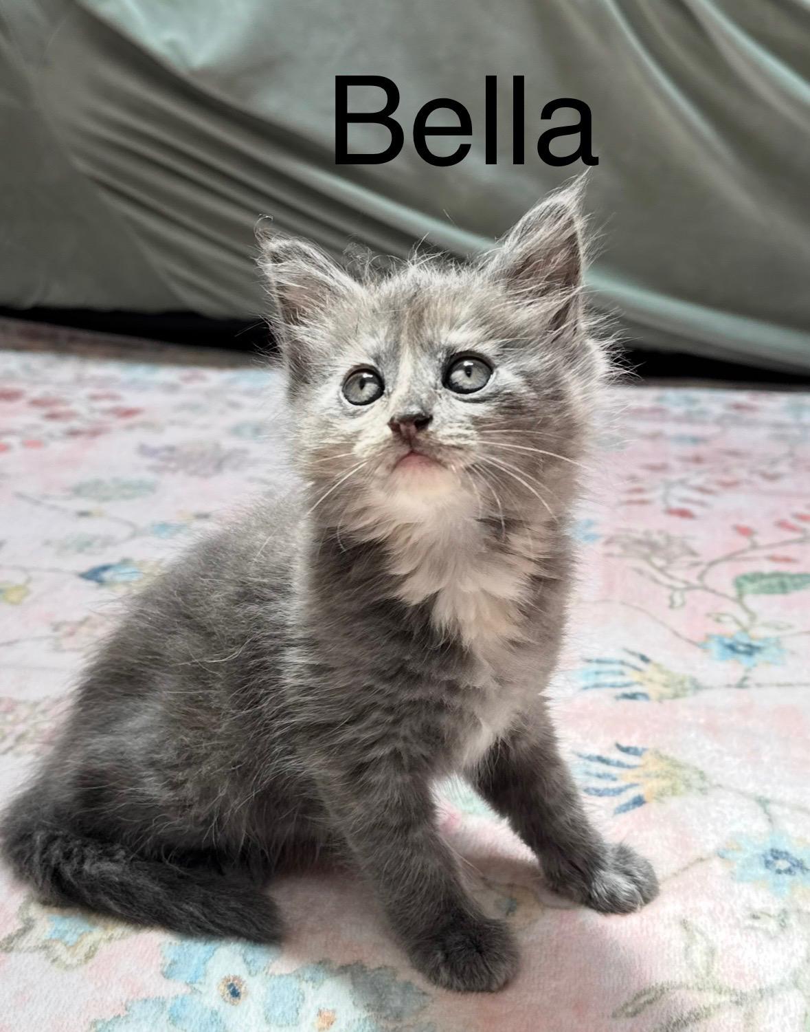 Bella (Princess Sofie's Sister), ADOPTABLE, Kitten Female Tabby.