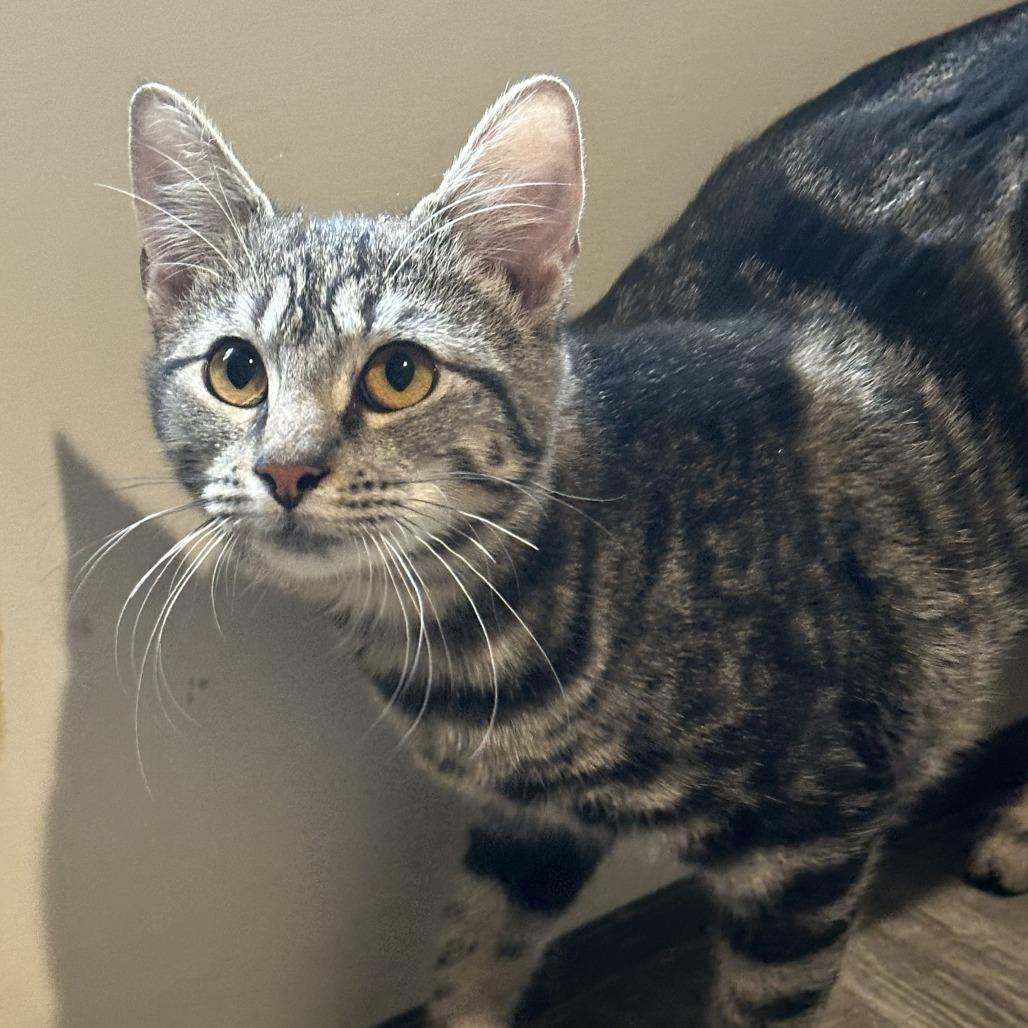 Ringo, Adoptable, Kitten Female Domestic Short Hair & Domestic Short Hair.