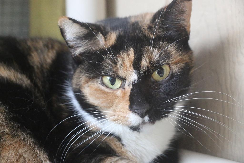 Ginger 25, Adoptable, Adult Female Calico.