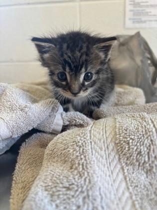 Ferb, Adoptable, Adult Male Domestic Medium Hair & Domestic Short Hair.