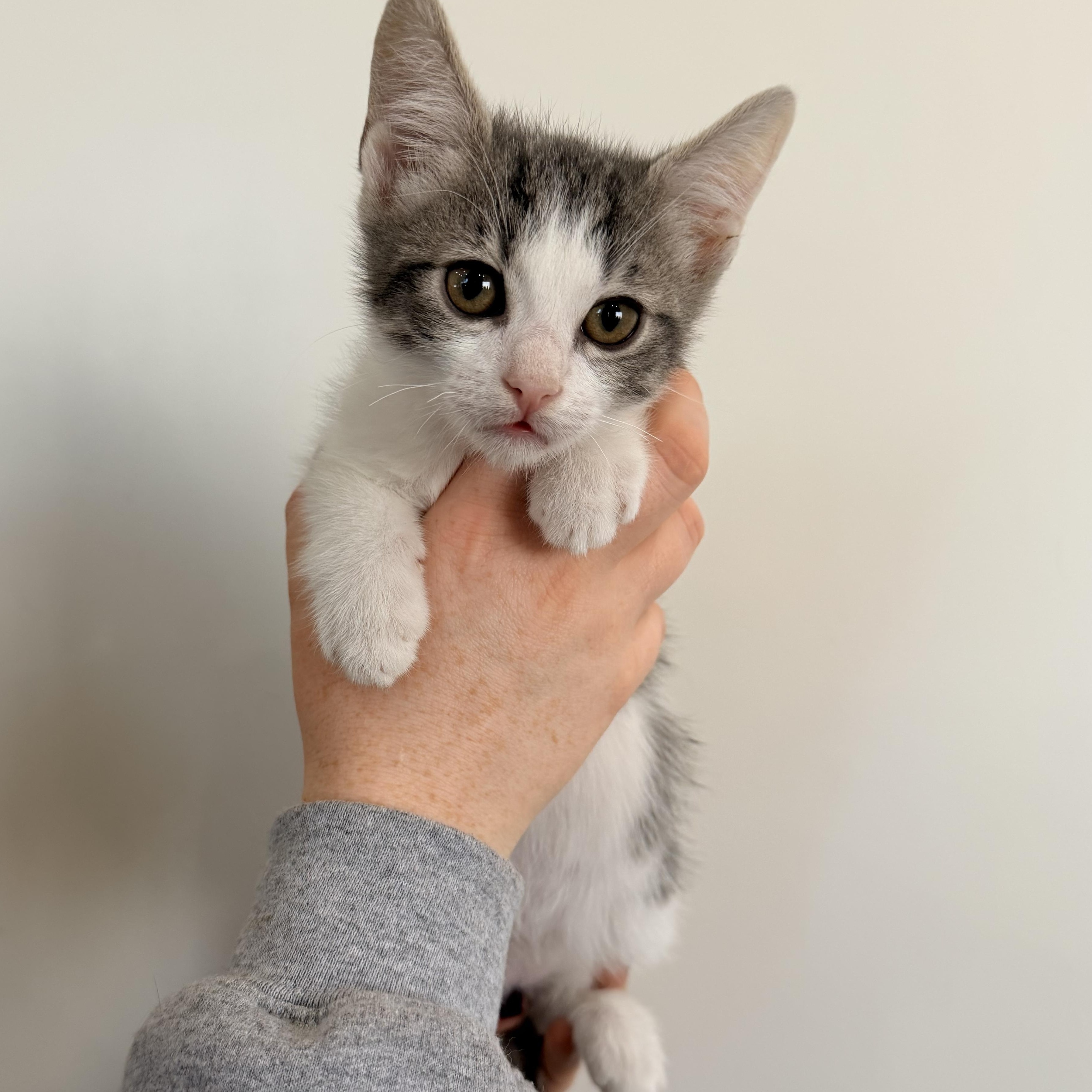 Enlarge Nectarine, a Adoptable Tabby in Henderson, NV image 1/1