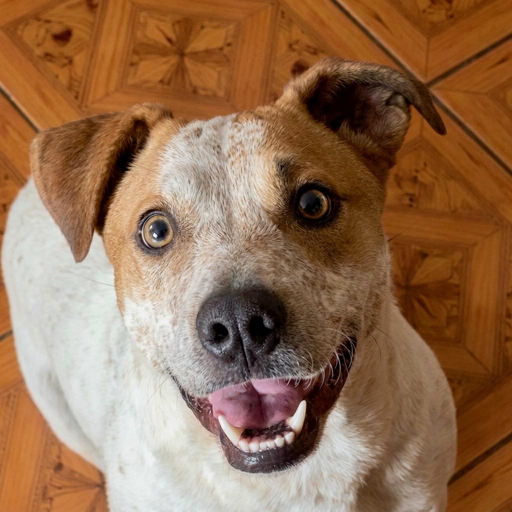 Samuel, ADOPTABLE, Young Male Australian Cattle Dog / Blue Heeler.