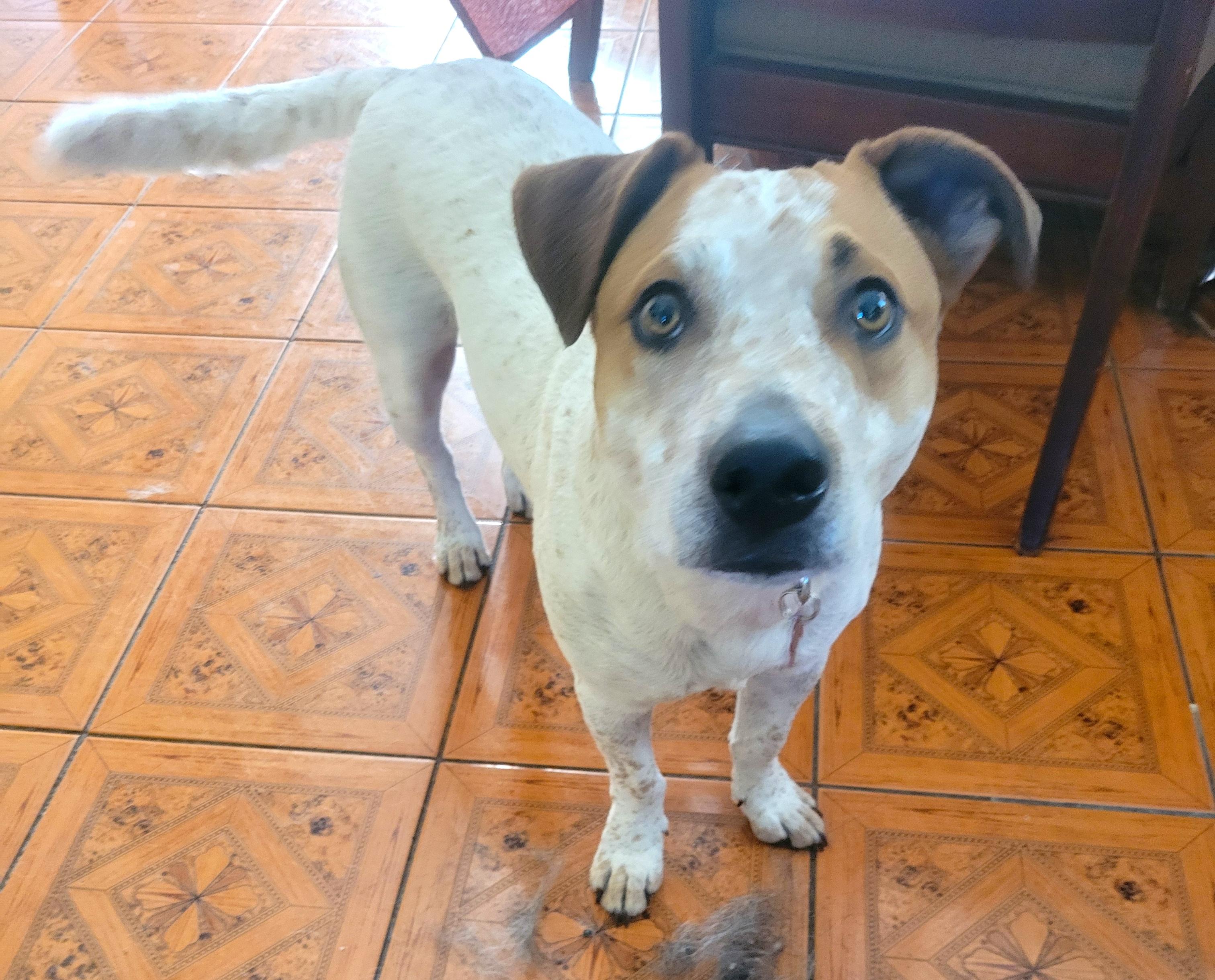 Samuel, a ADOPTABLE mixed breed in Brooklyn, NY image 5/6