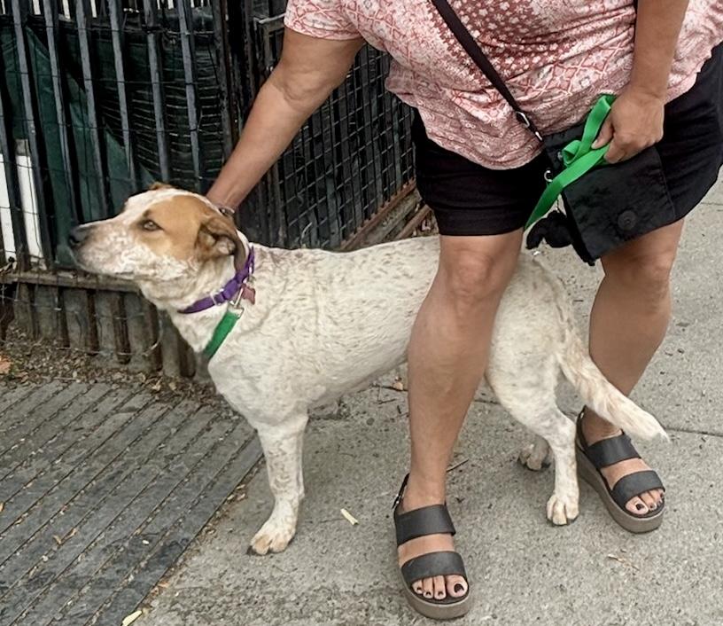 Samuel, a ADOPTABLE mixed breed in Brooklyn, NY image 6/6