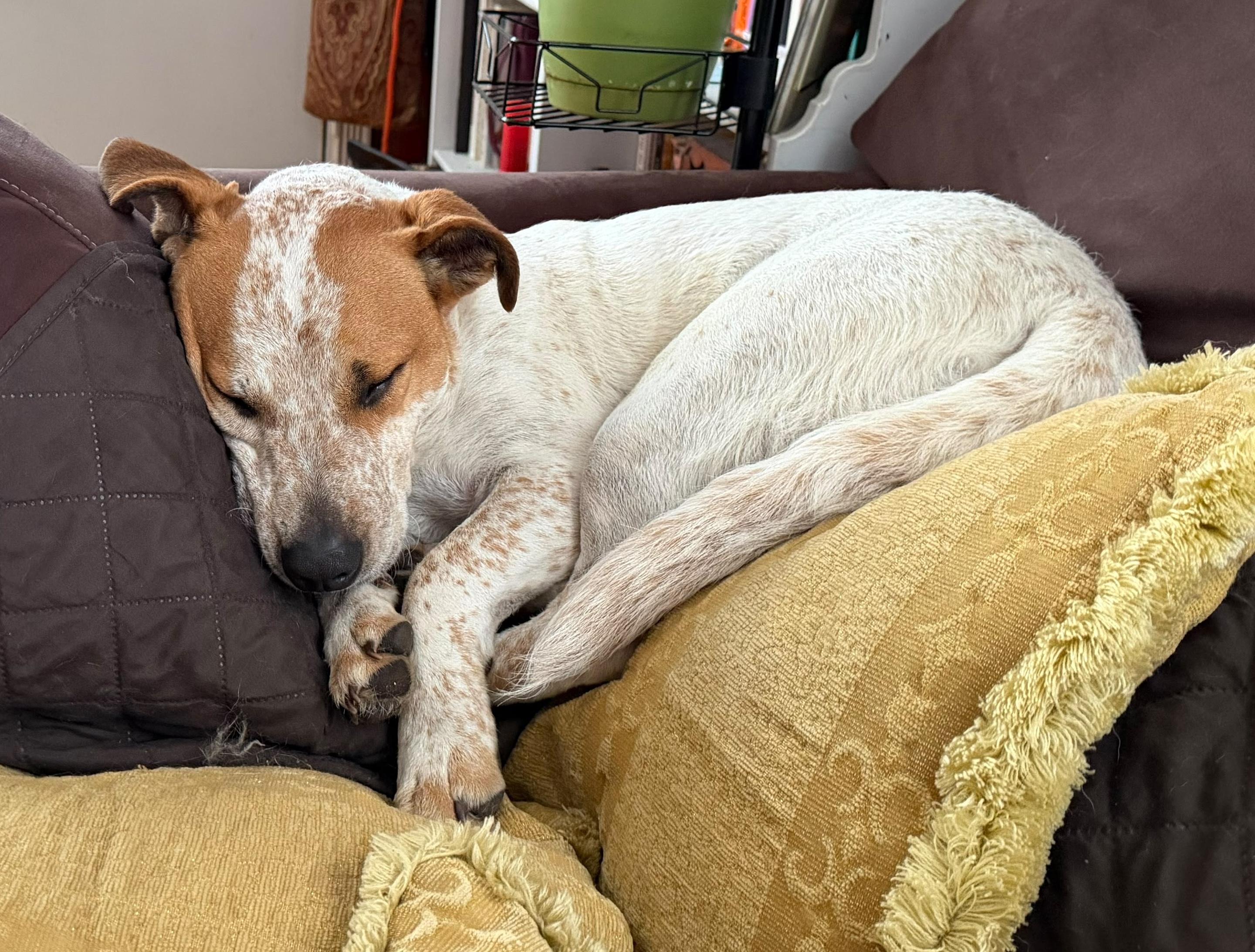 Samuel, a ADOPTABLE mixed breed in Brooklyn, NY image 2/6