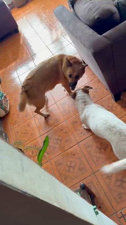 Enlarge Samuel, a ADOPTABLE mixed breed in Brooklyn, NY video 3/6