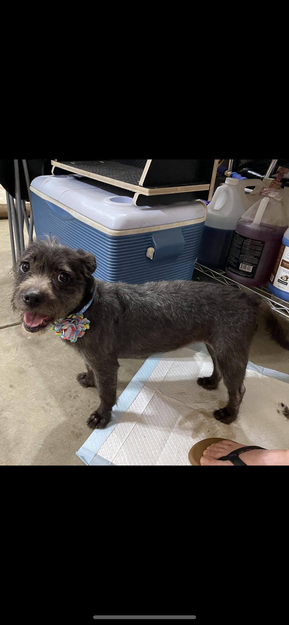 Enlarge Gabby, an adopted mixed breed in Hamden, CT image 6/6