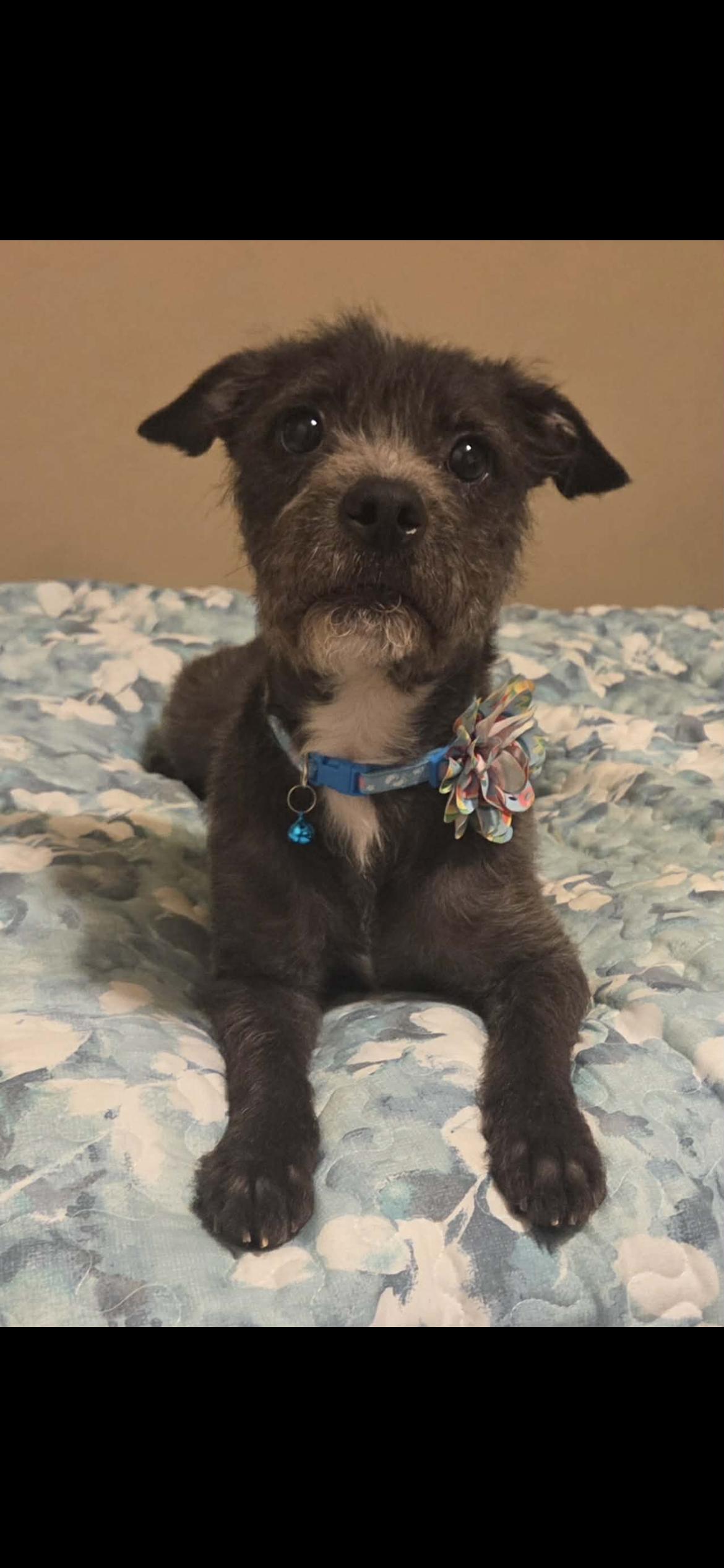 Enlarge Gabby, an adopted mixed breed in Hamden, CT image 4/6