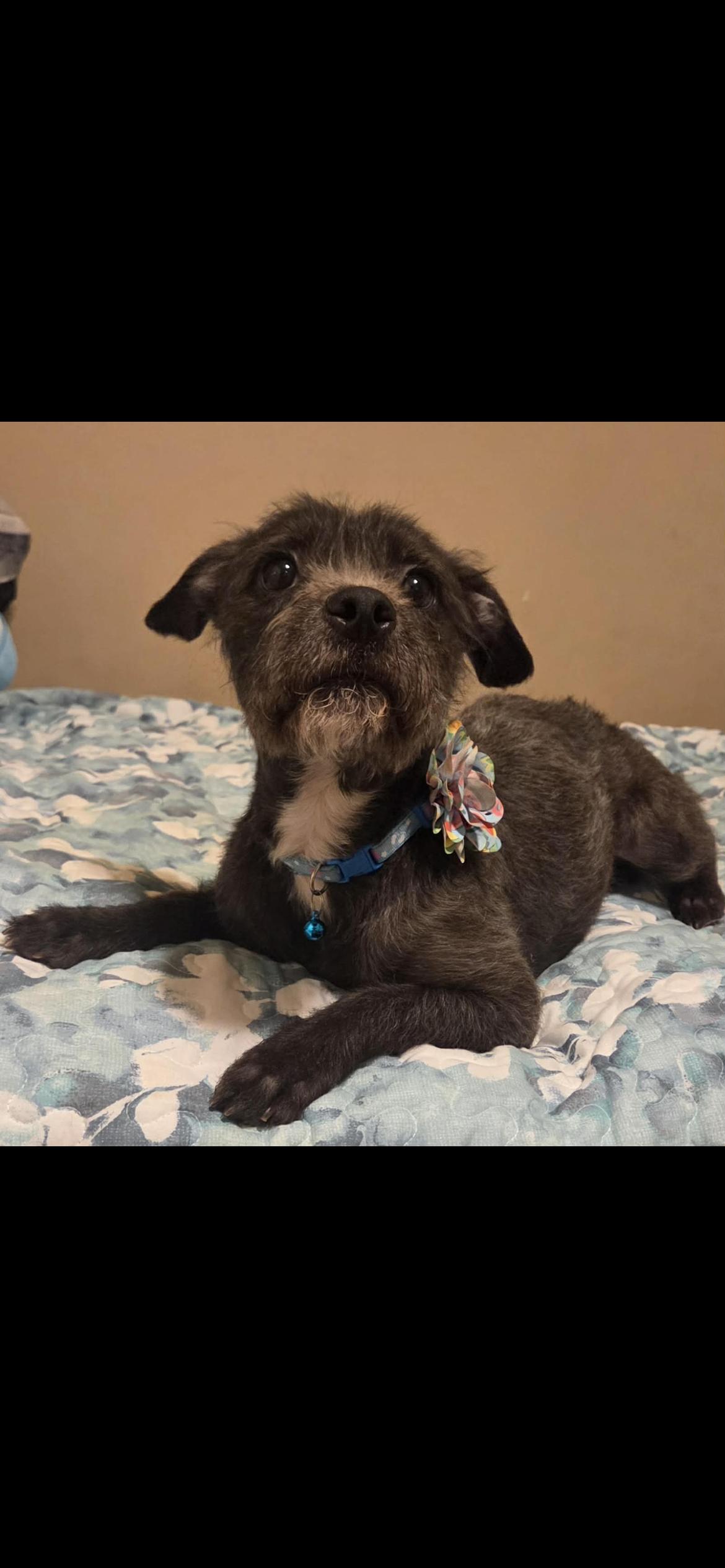 Enlarge Gabby, an adopted mixed breed in Hamden, CT image 5/6