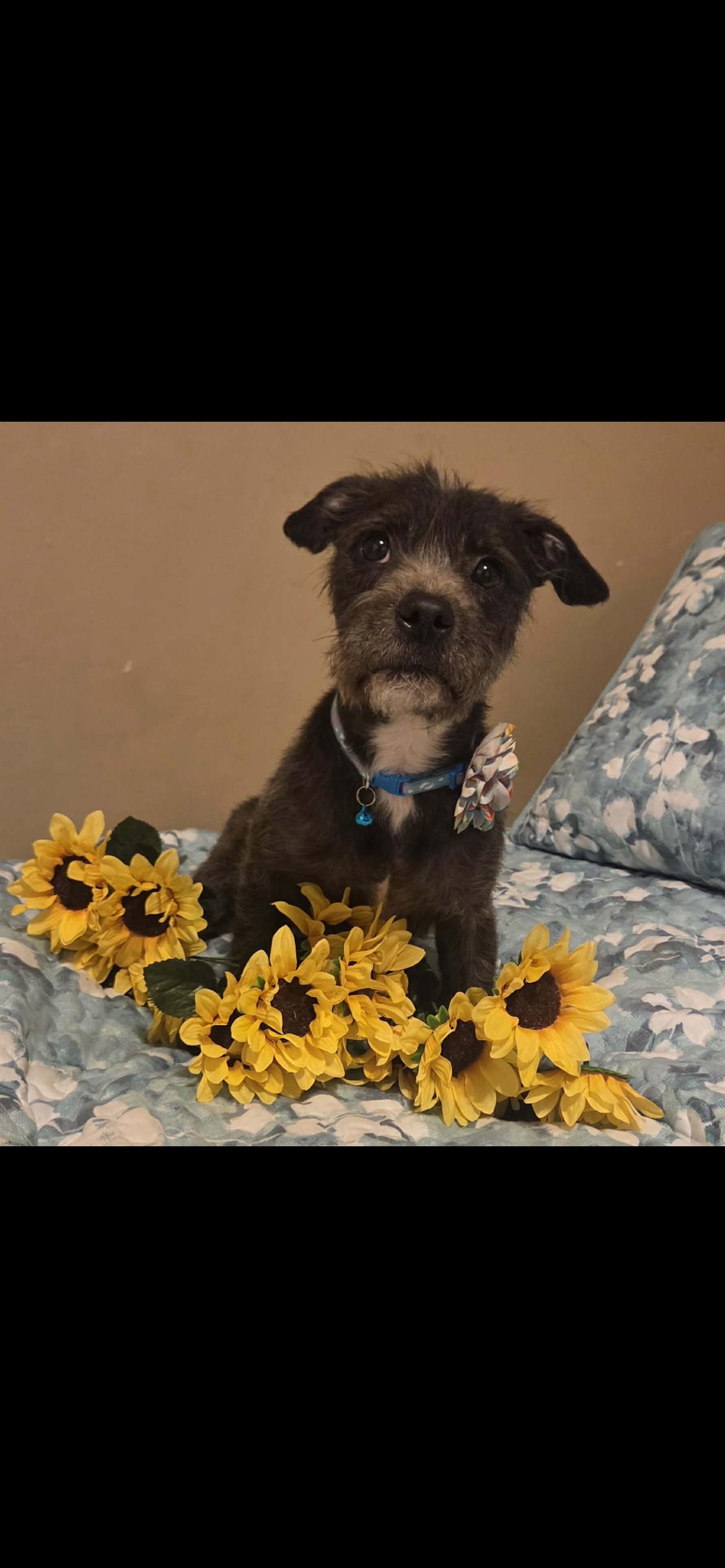 Enlarge Gabby, an adopted mixed breed in Hamden, CT image 1/6