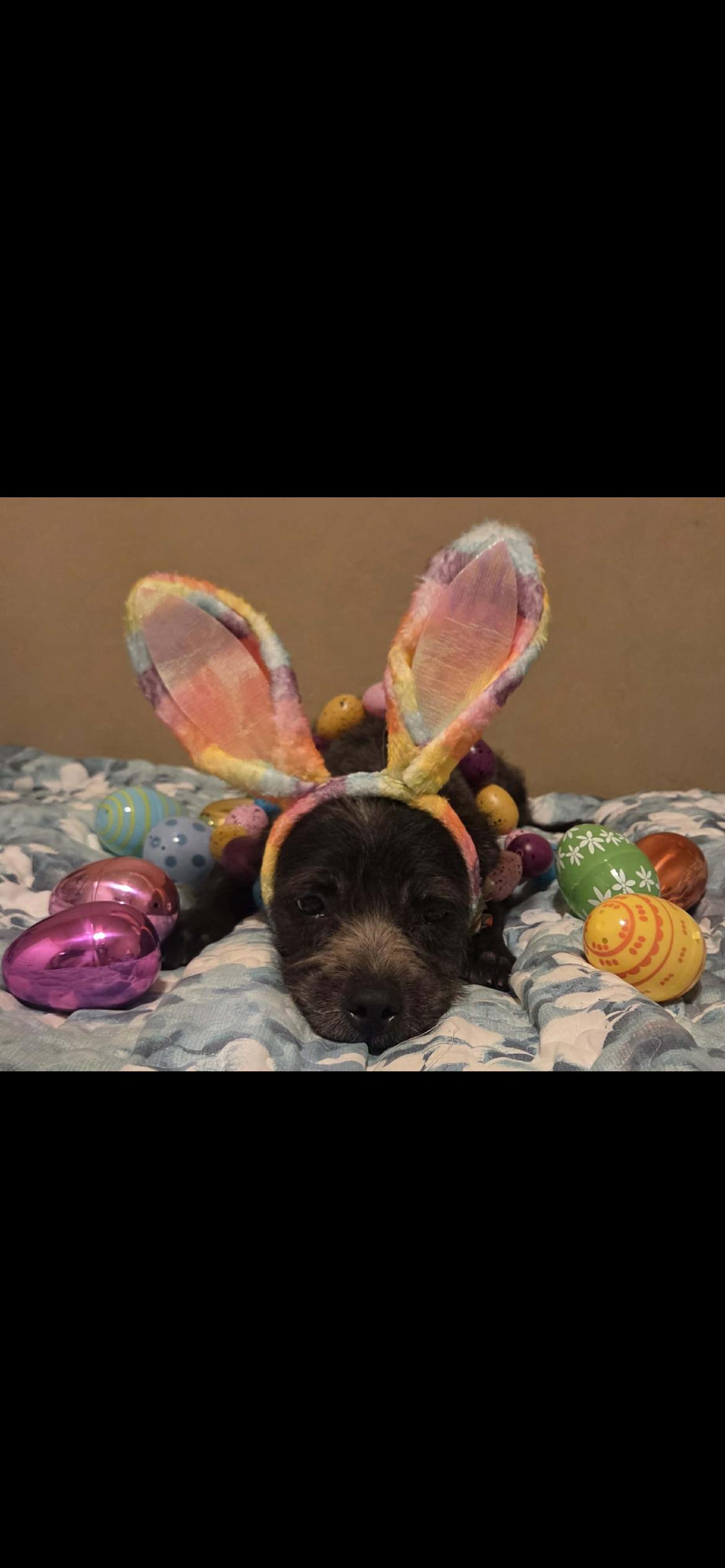 Enlarge Gabby, an adopted mixed breed in Hamden, CT image 3/6