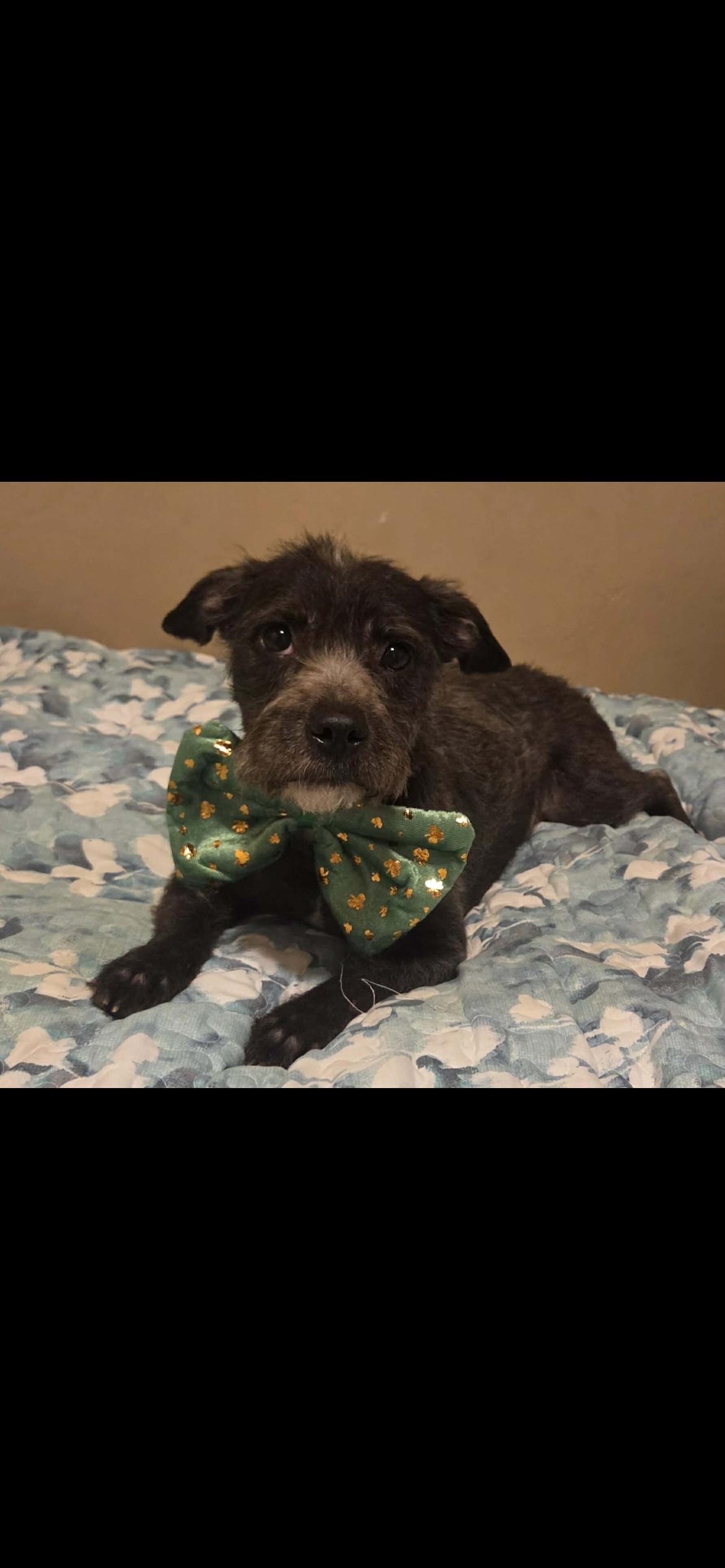 Enlarge Gabby, an adopted mixed breed in Hamden, CT image 2/6