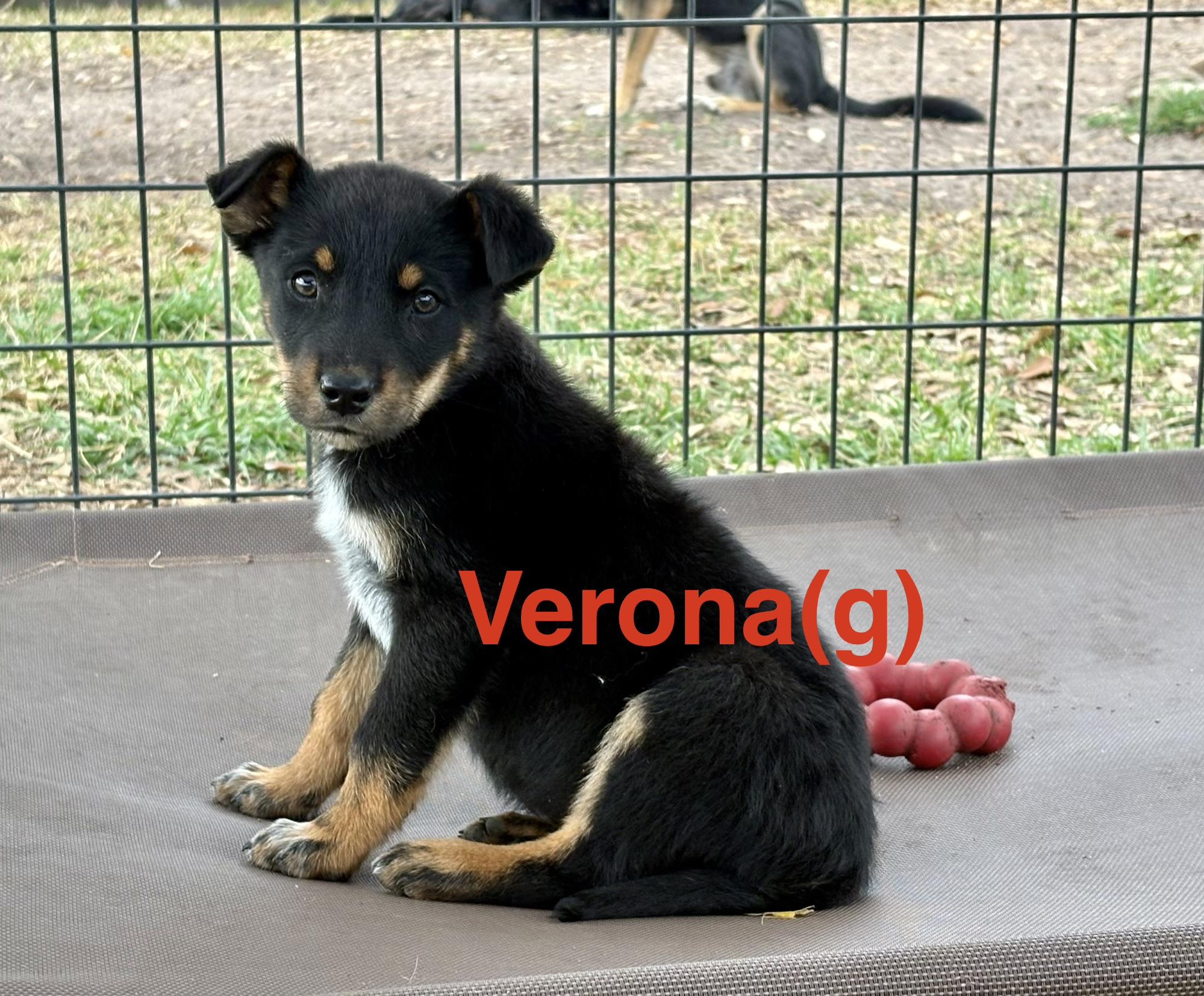 Verona, ADOPTABLE, Puppy Female Australian Cattle Dog / Blue Heeler.