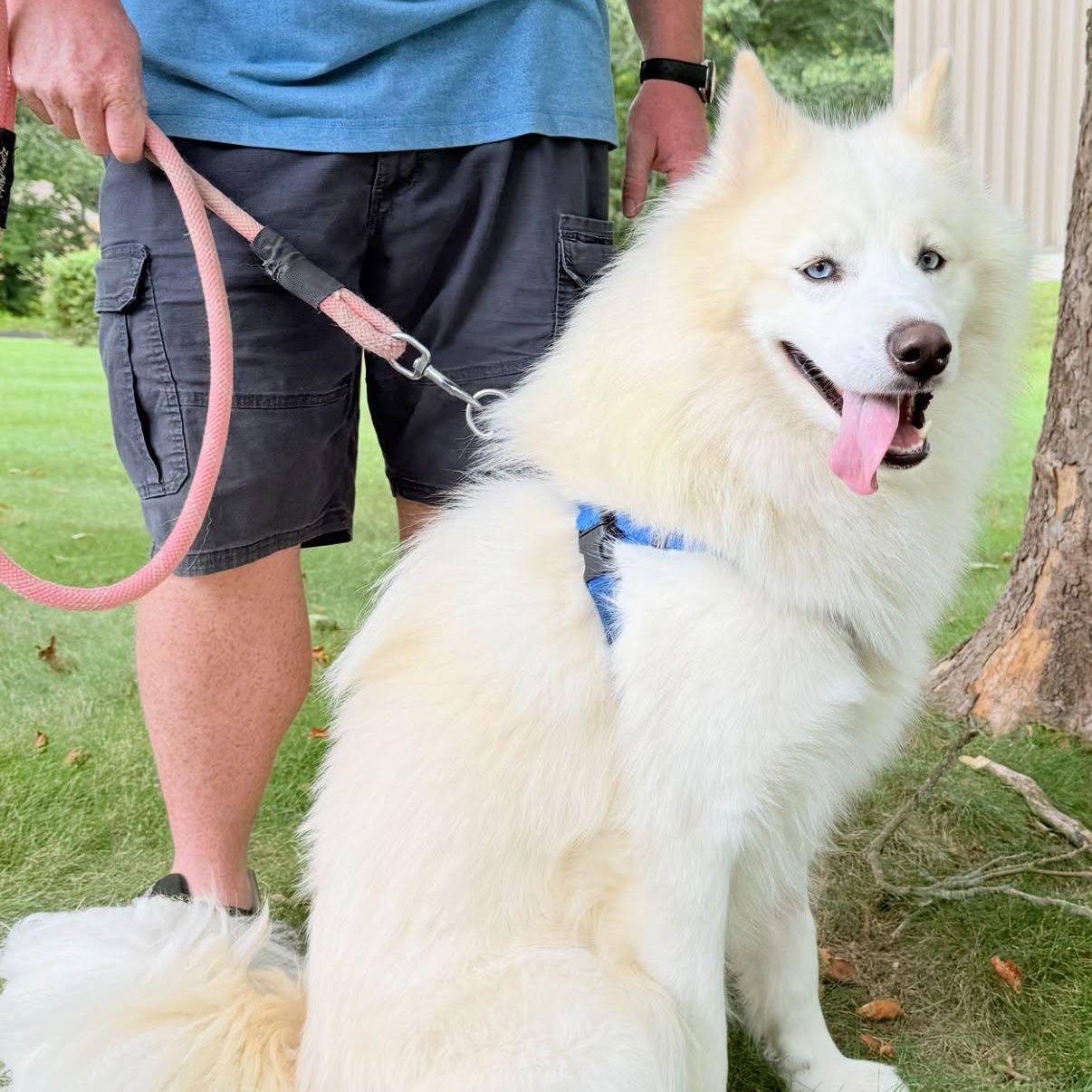 Finnick, Adoptable, Adult Male Siberian Husky.