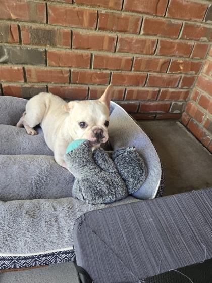 Pip, Adoptable, Adult Female French Bulldog & Mixed Breed.