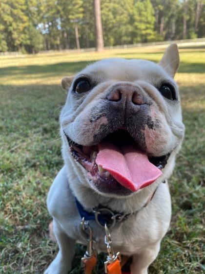 Enlarge Pip, a Adoptable mixed breed in Southern Pines, NC image 2/3
