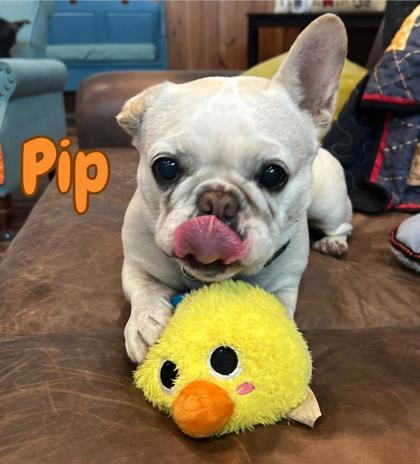 Enlarge Pip, a Adoptable mixed breed in Southern Pines, NC image 3/3