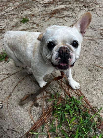 Pip, a Adoptable mixed breed in Southern Pines, NC image 2/3