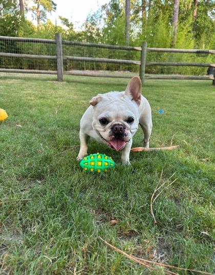 Enlarge Pip, a Adoptable mixed breed in Southern Pines, NC image 3/3