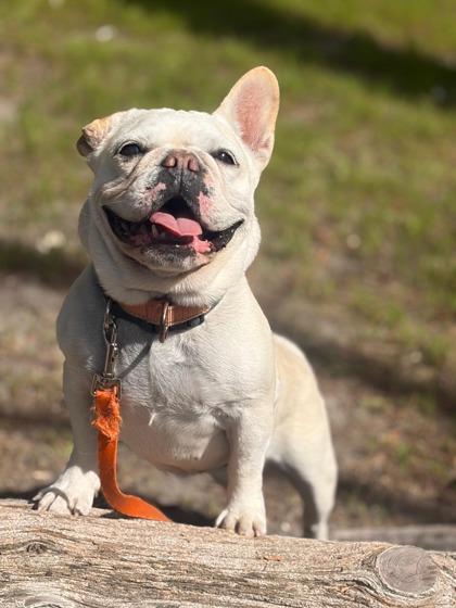 Enlarge Pip, a Adoptable mixed breed in Southern Pines, NC image 2/3