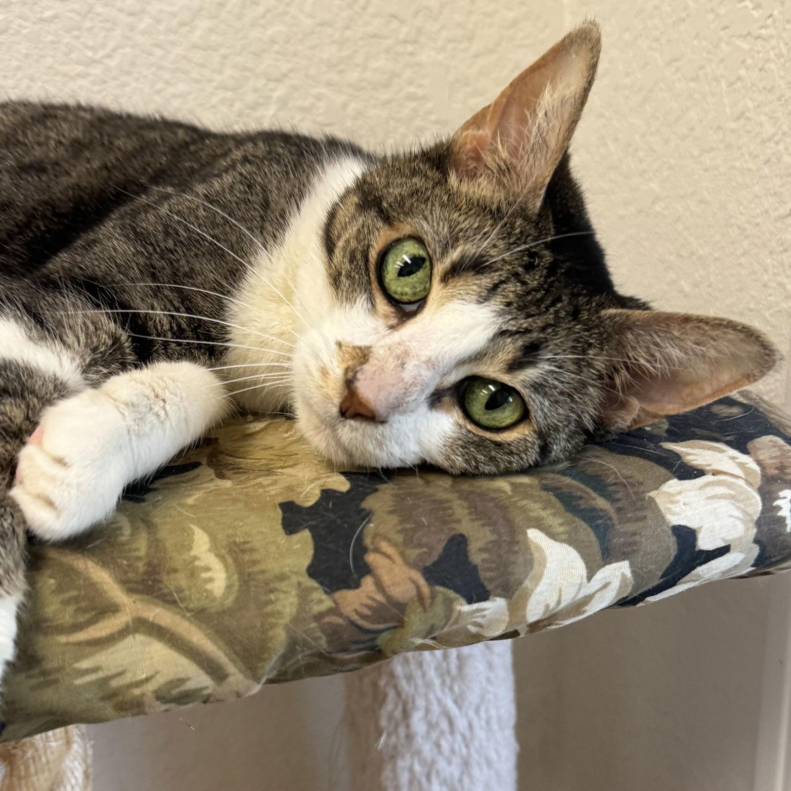 Paws & Trixie, Adoptable, Senior Female Domestic Short Hair.