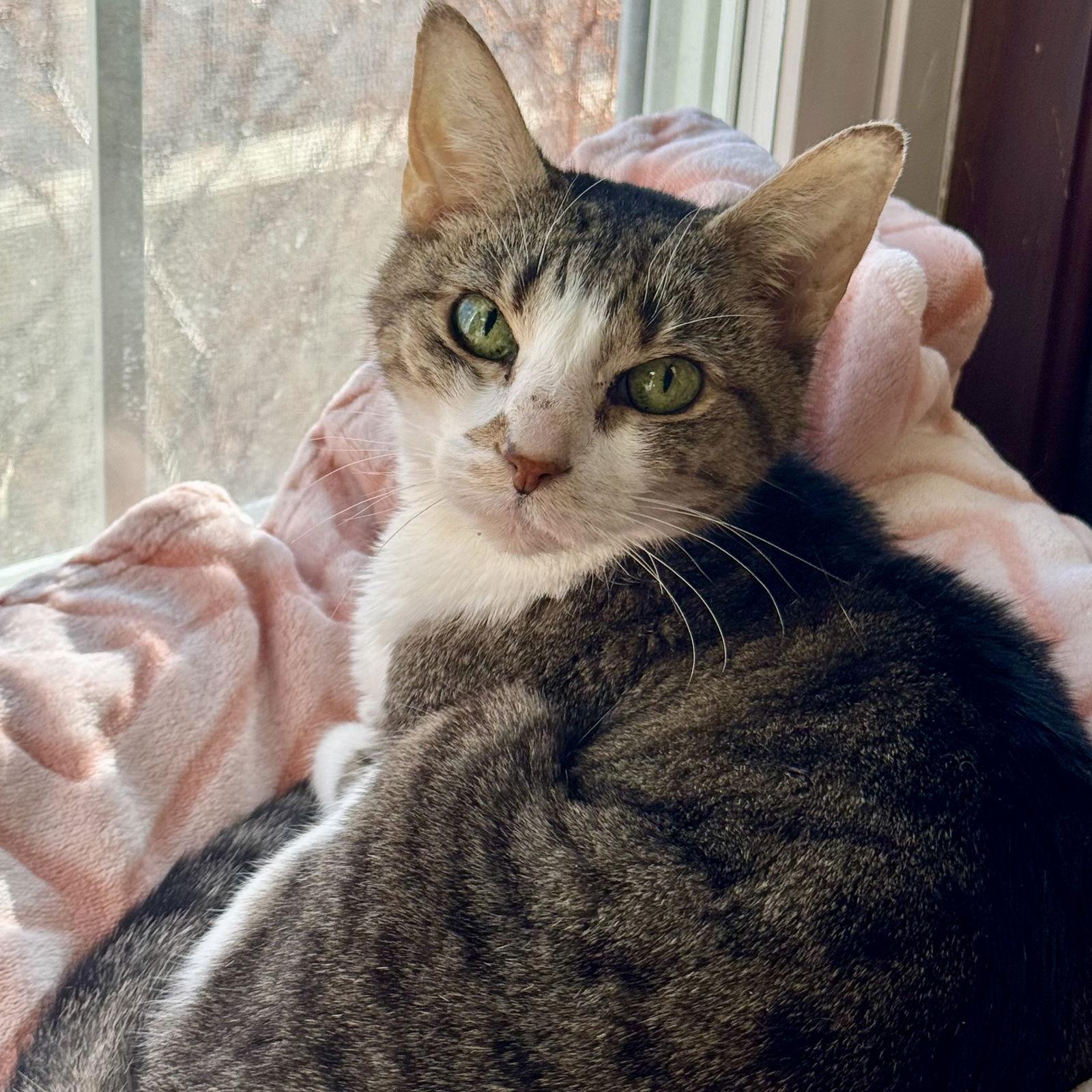 Paws & Trixie — thumbnail 3