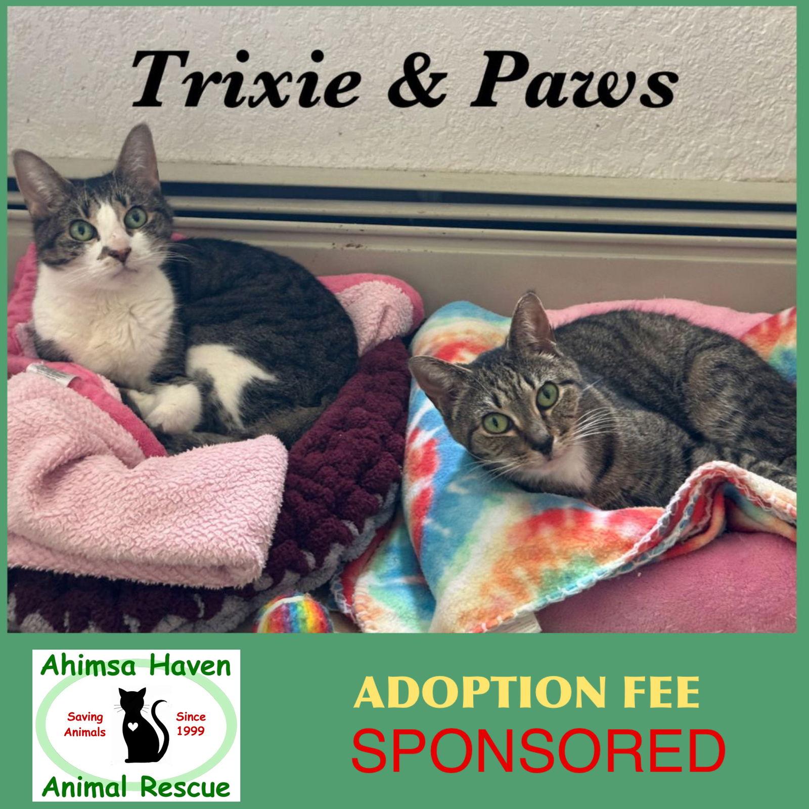 Paws & Trixie, a Adoptable Domestic Short Hair in Winchendon, MA image 3/3