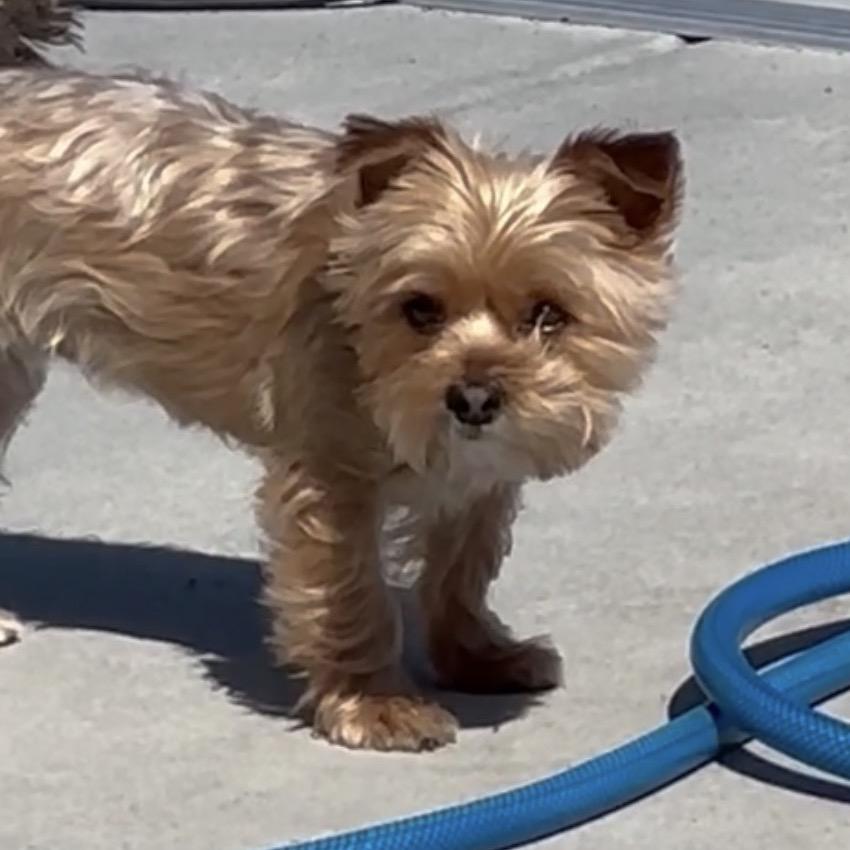 Enlarge Jules, a Adoptable Yorkshire Terrier in West Richland, WA image 1/6